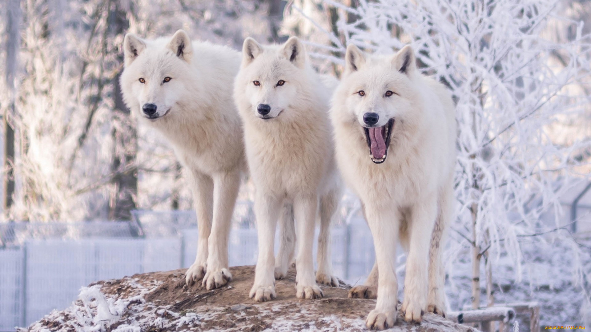 животные, волки, , койоты, , шакалы, волк, природа, деревья, полярные, снег, иней, зима, зоопарк, трое, белые, три