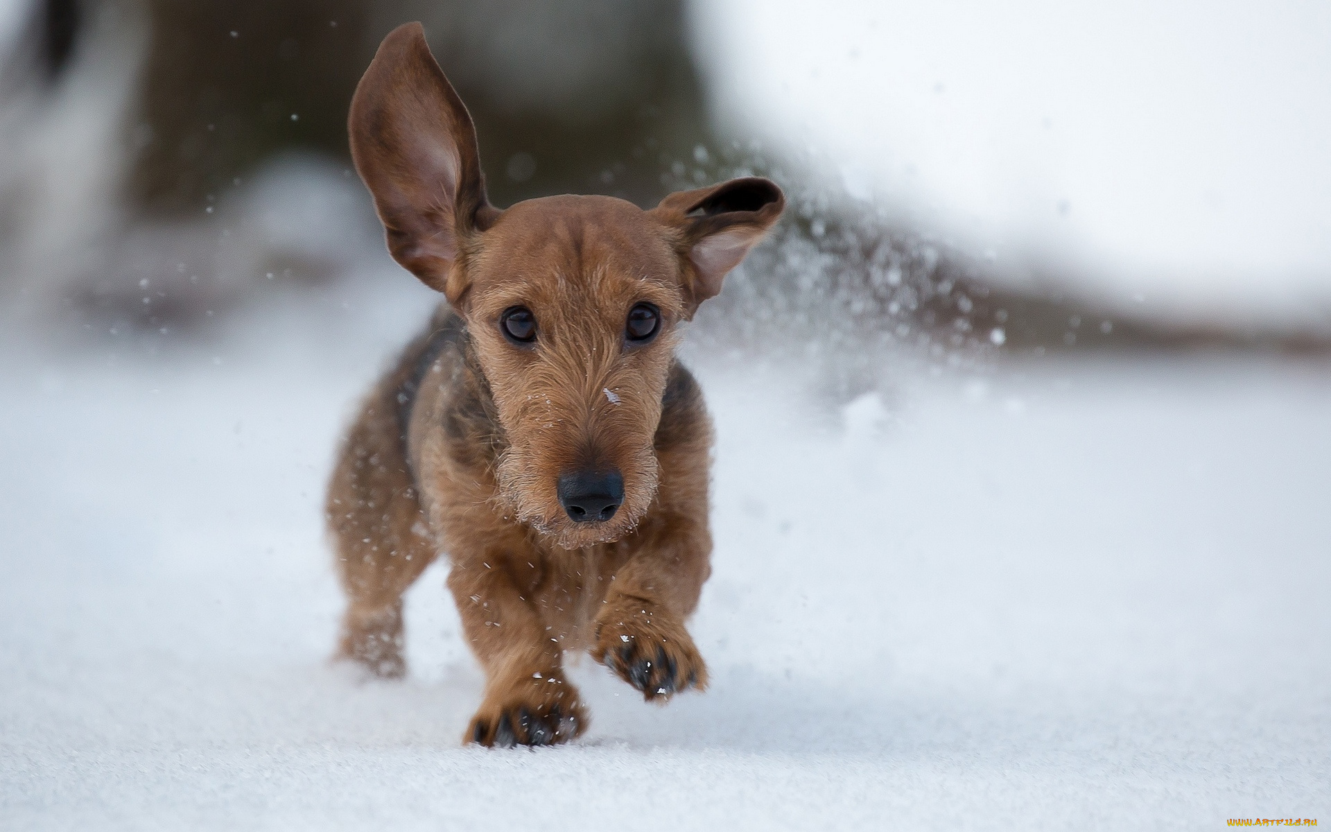 животные, собаки, щенок, уши, снег