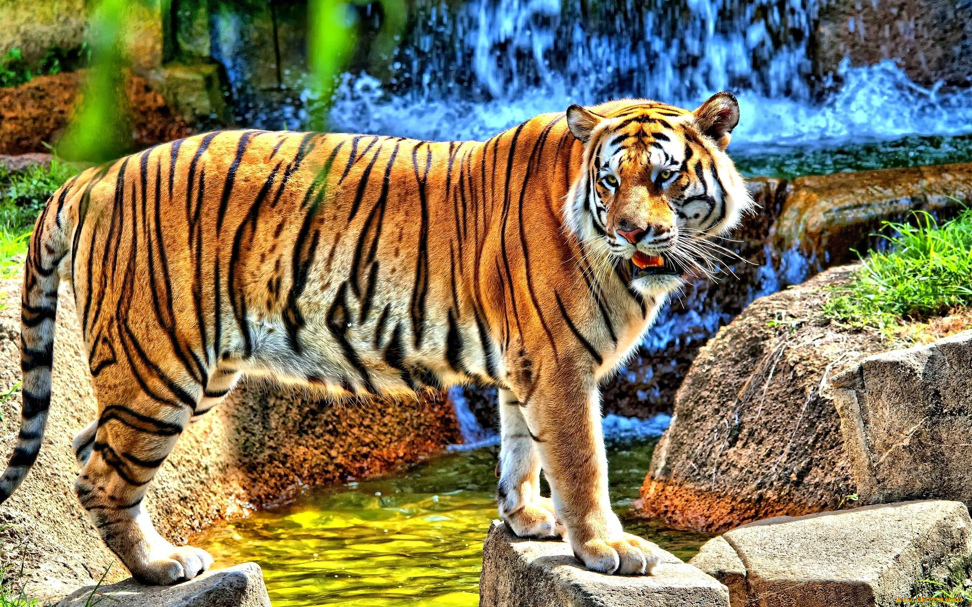 животные, тигры, ручей, водопад, камни, тигр