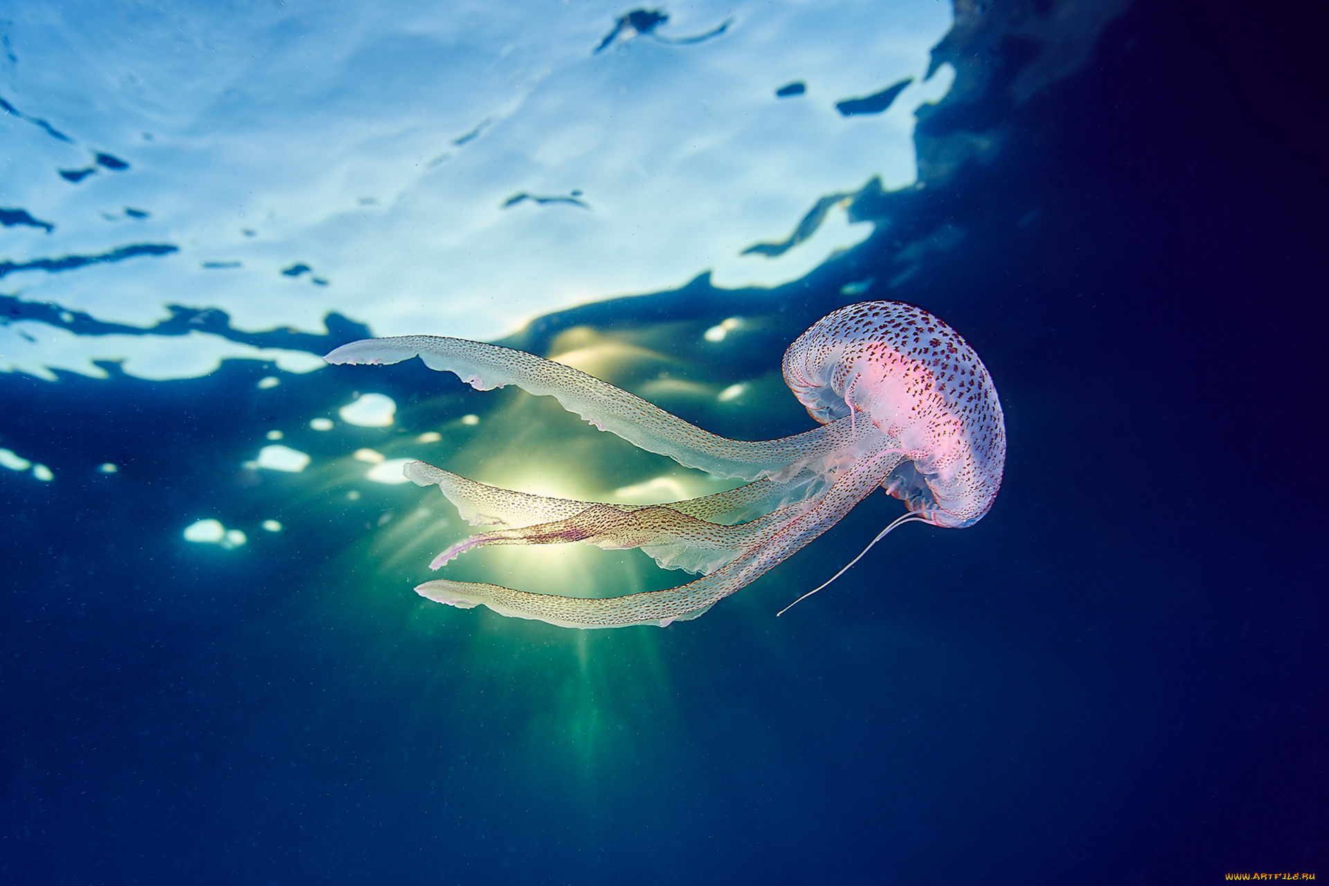 животные, медузы, море, океан, вода, подводный, мир