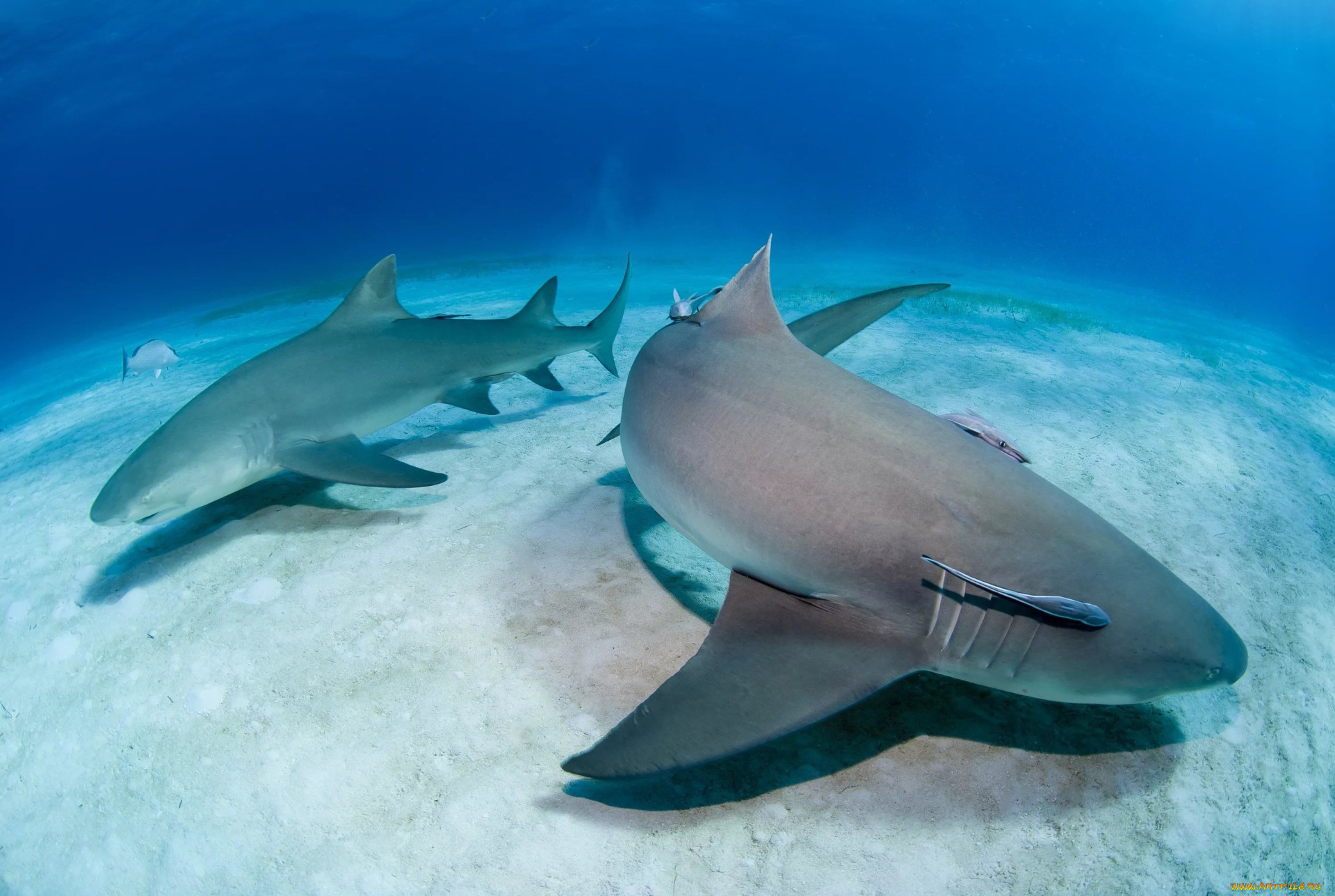 shark, животные, акулы, океан, акула, вода, море, дно, рыба, хищник