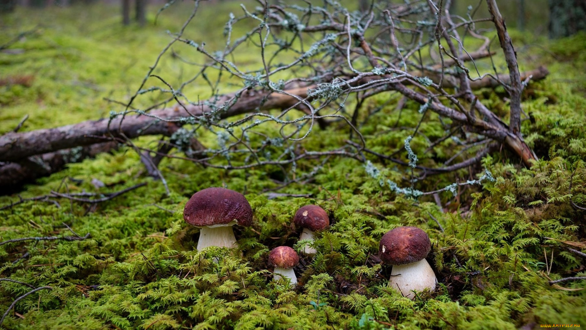 природа, грибы, боровики