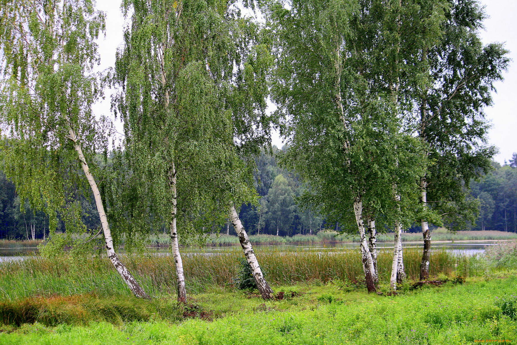 природа, деревья, вода, трава, березы