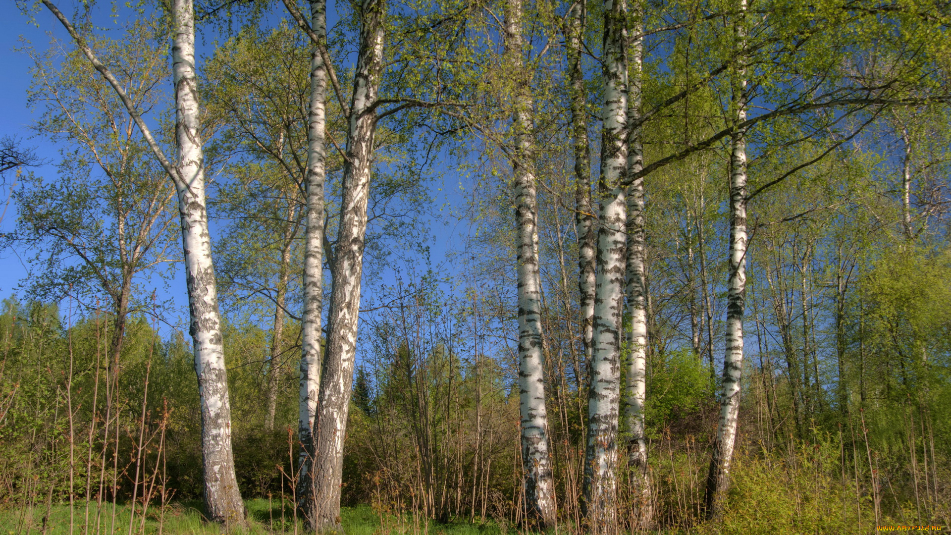 природа, деревья, березы, весна