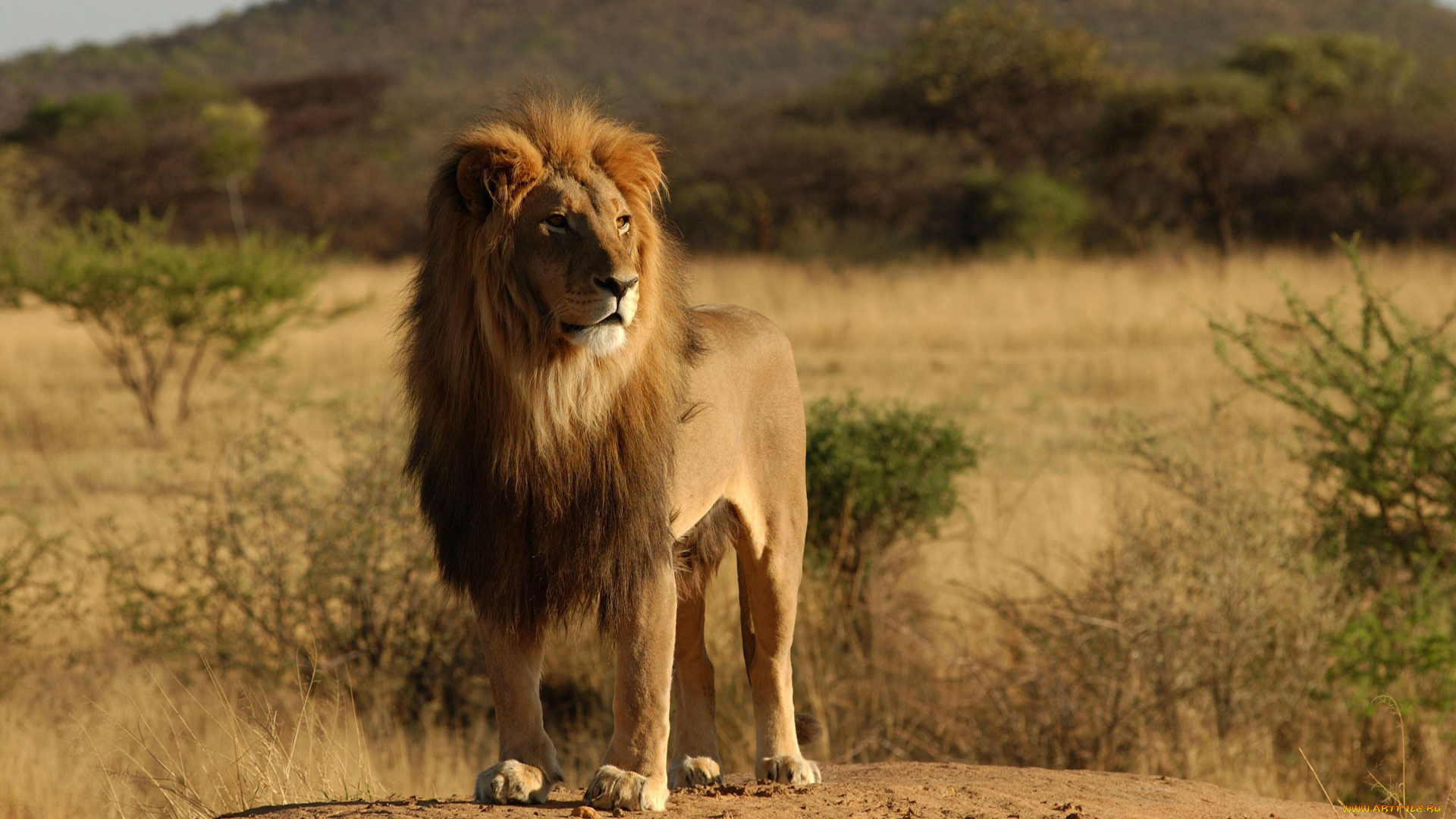 животные, львы, lion