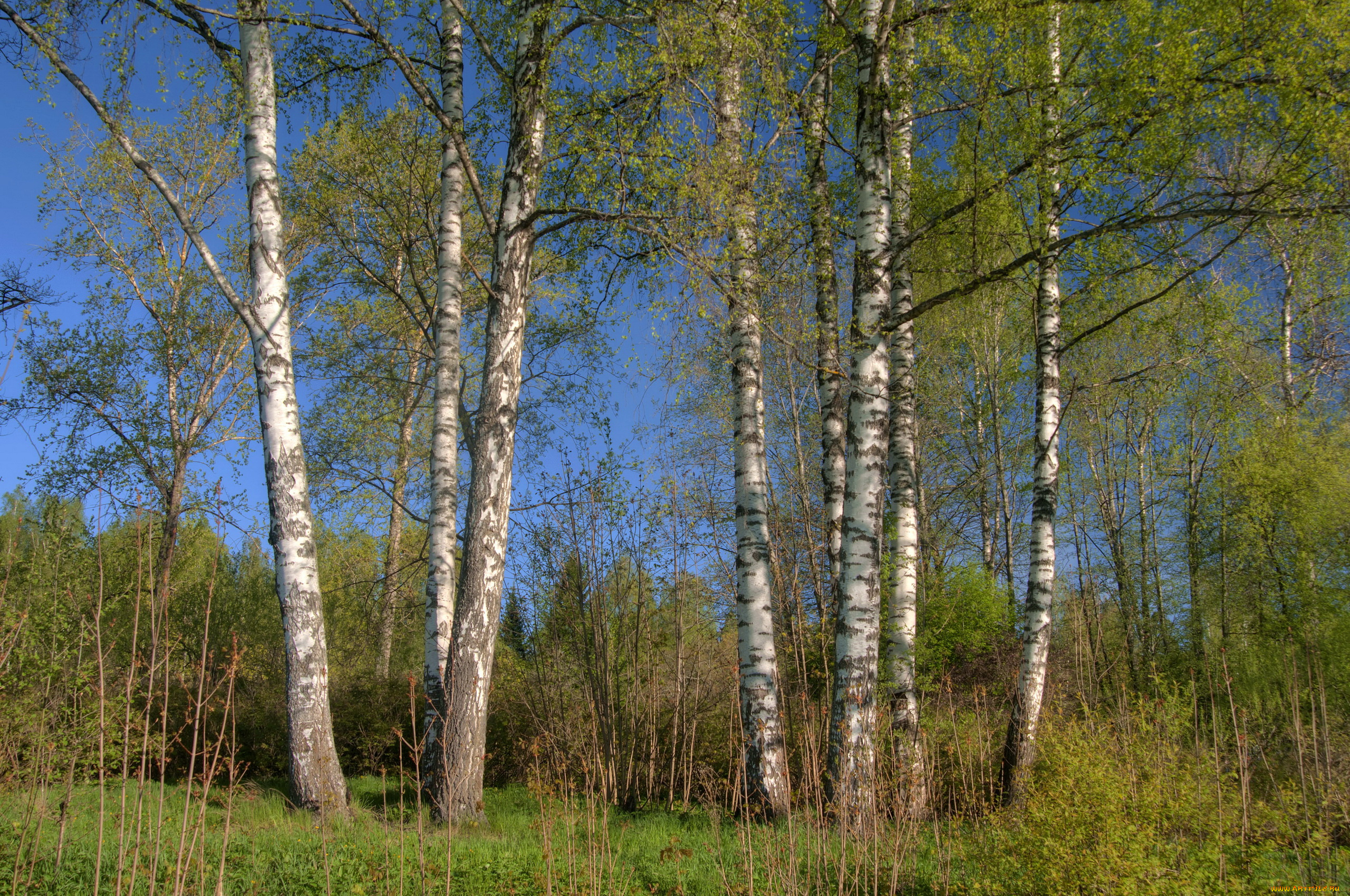 природа, деревья, березы, весна