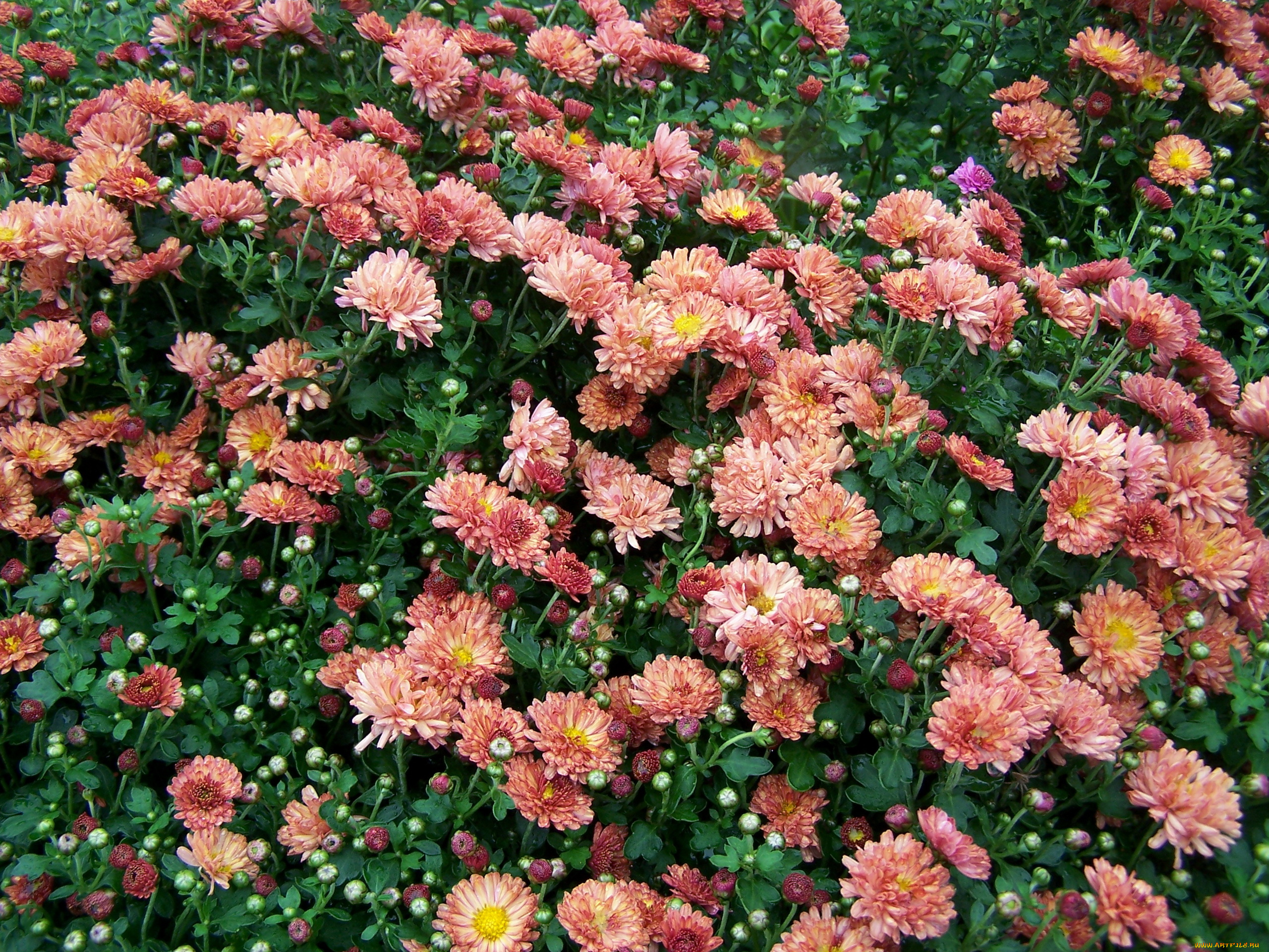 цветы, хризантемы, много, бутоны