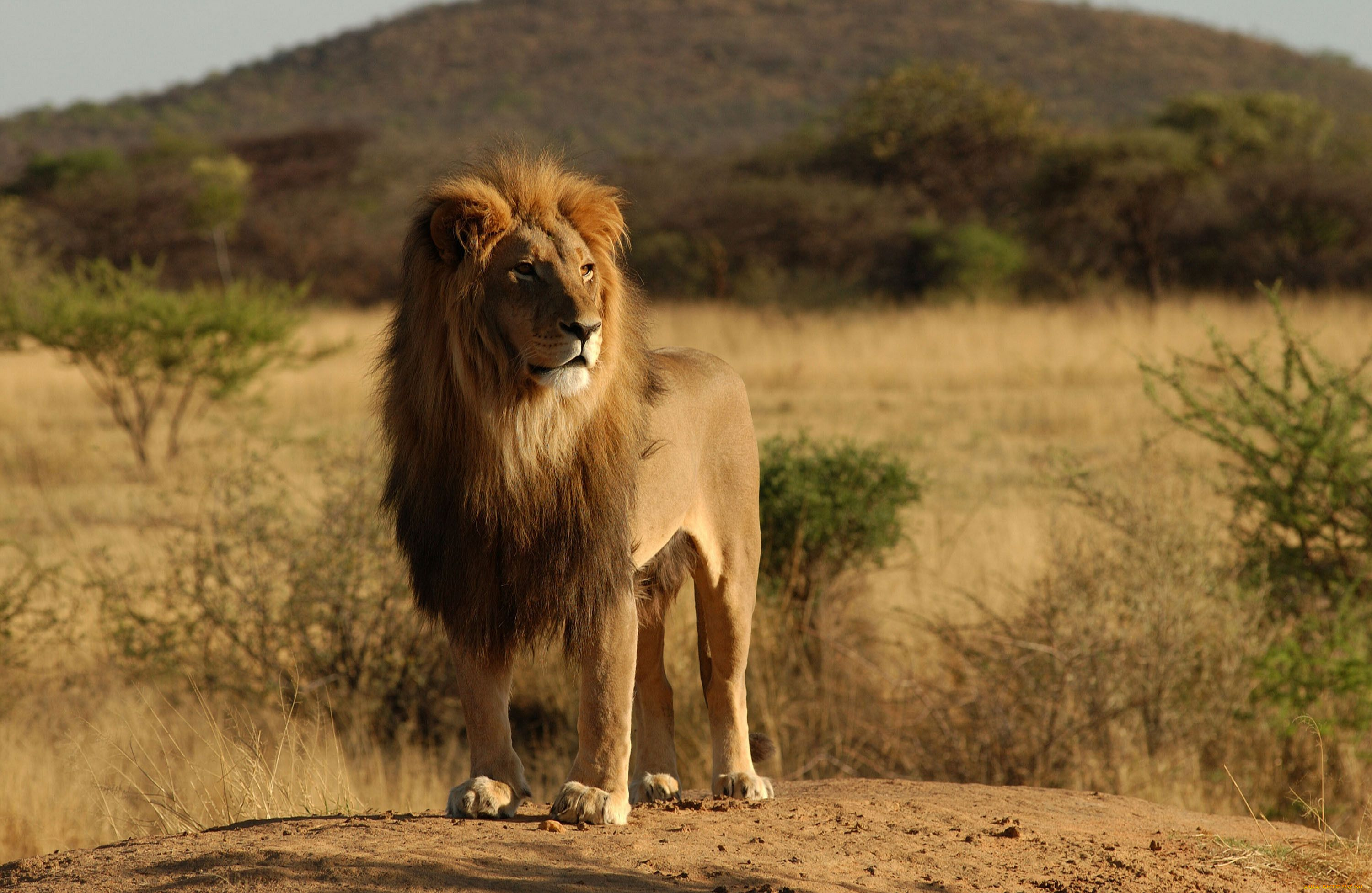 животные, львы, lion