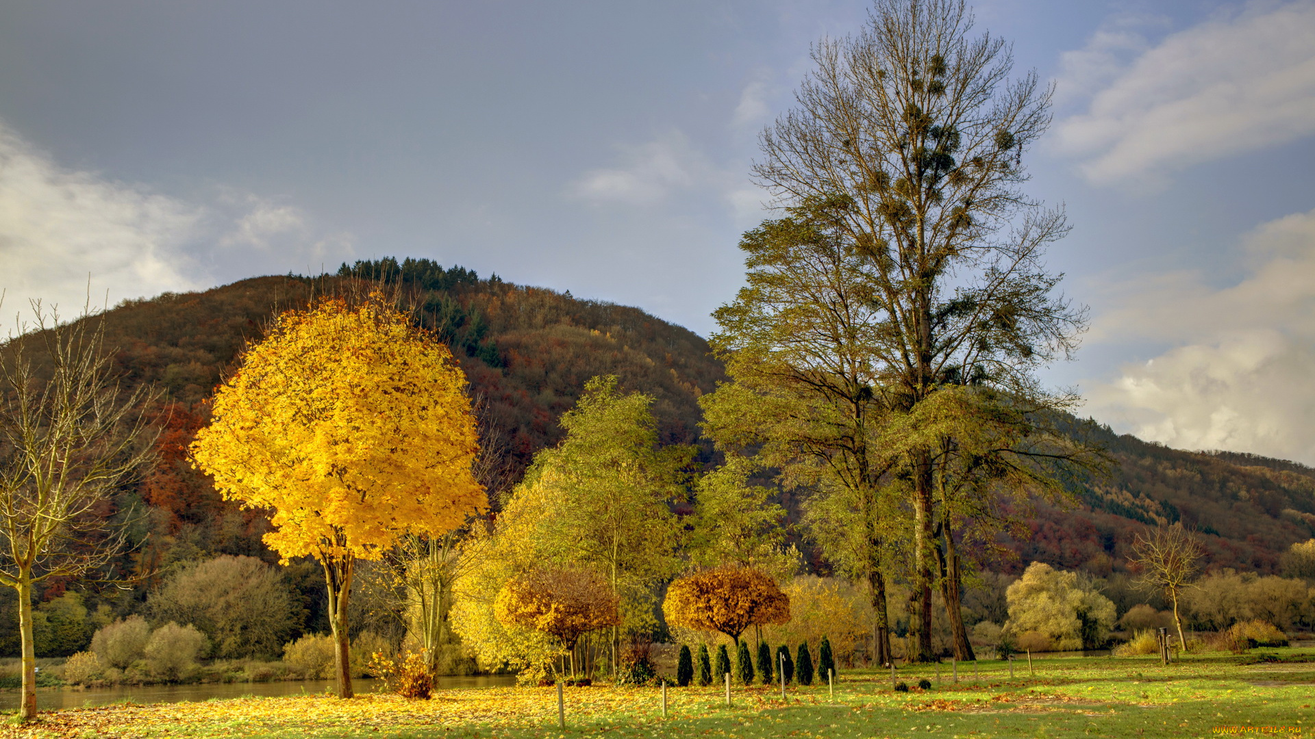 германия, кохем, целль, природа, деревья, пейзаж, осень