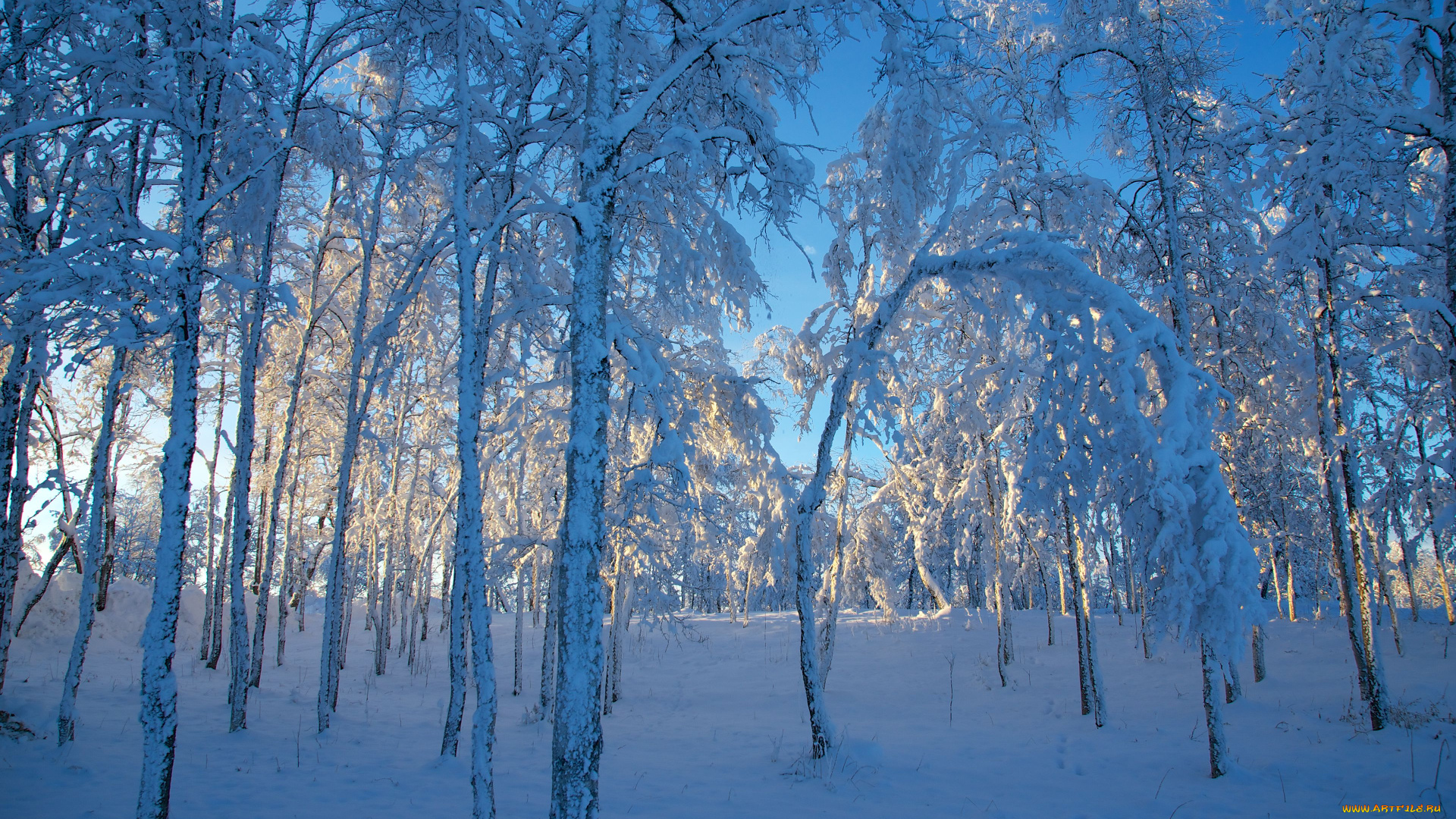 природа, зима, деревья, снег, sweden, швеция