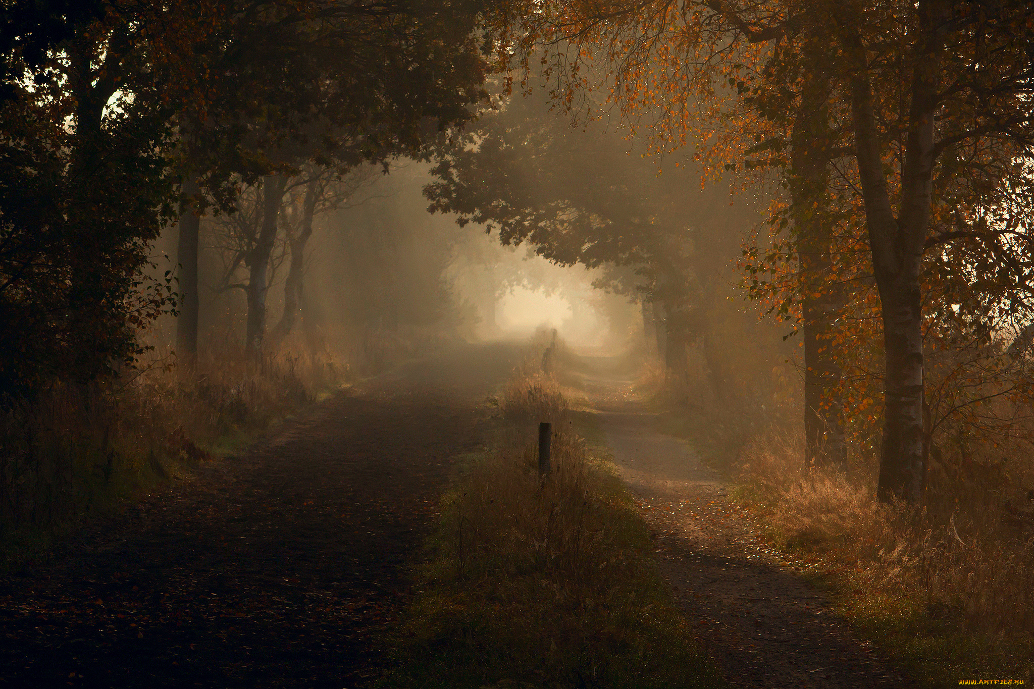Немногим загадочна. Тусклая осень. Туманный пейзаж. Осенний лес в тумане. Мрачный осенний пейзаж.