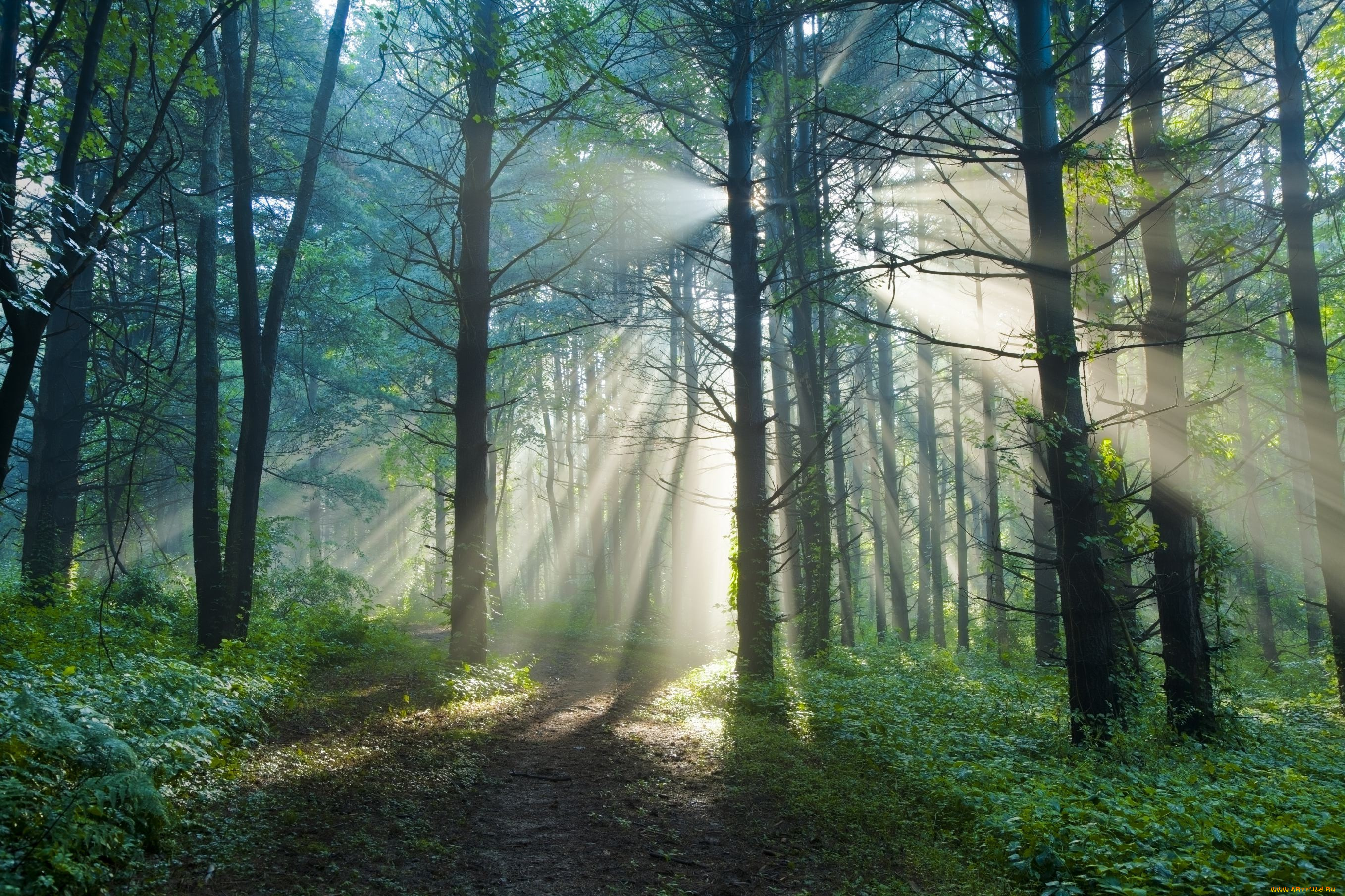 природа, лес, свет, утро, лучи