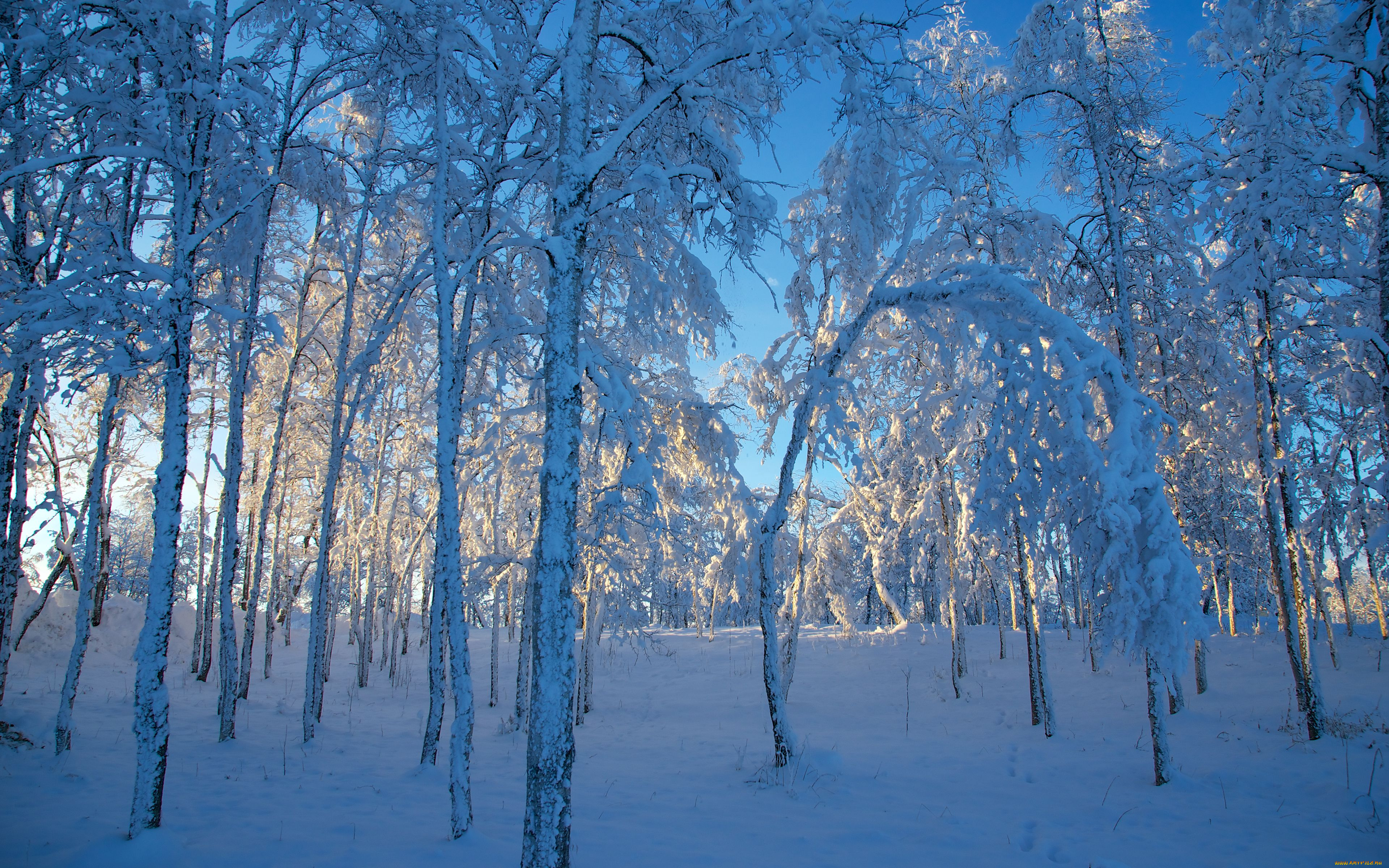 природа, зима, деревья, снег, sweden, швеция