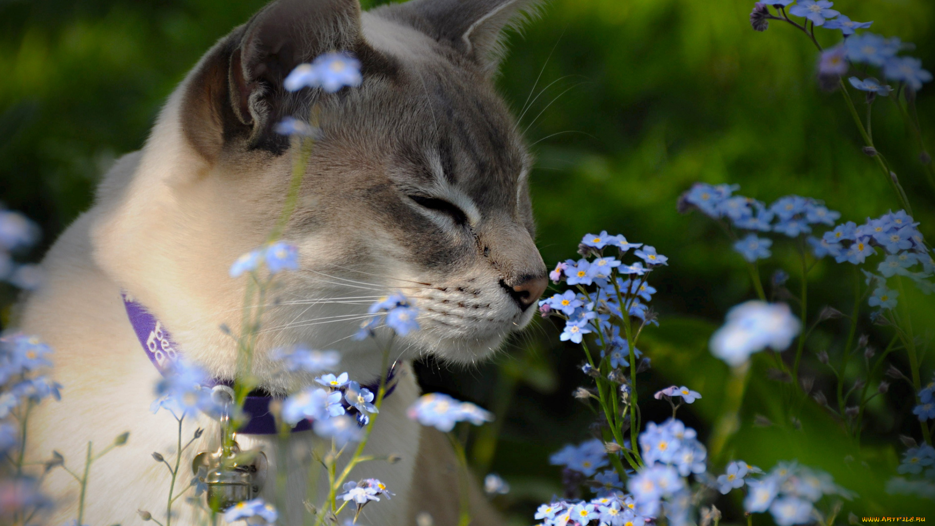 животные, коты, кот, цветы, луг