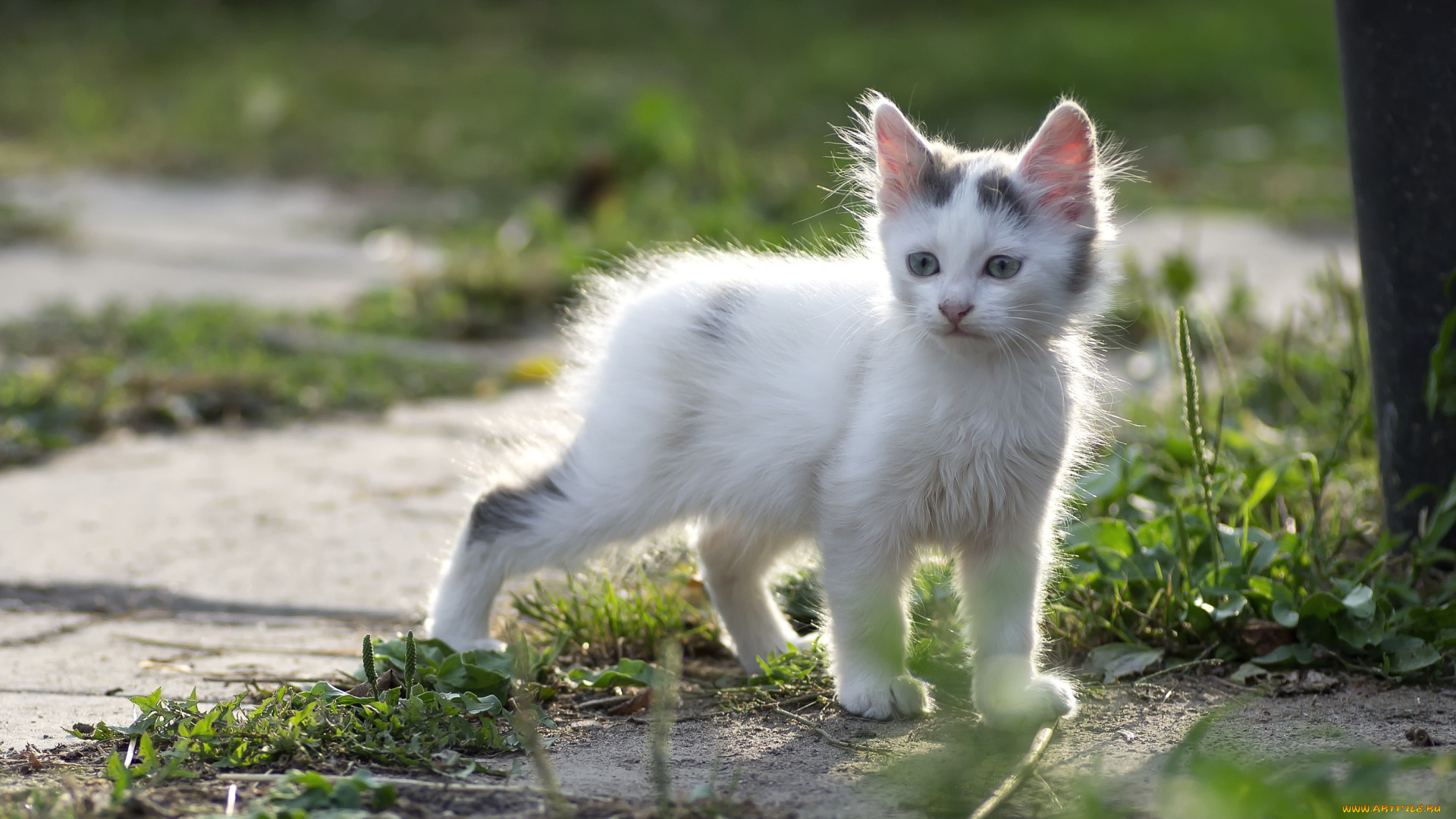 животные, коты, котенок