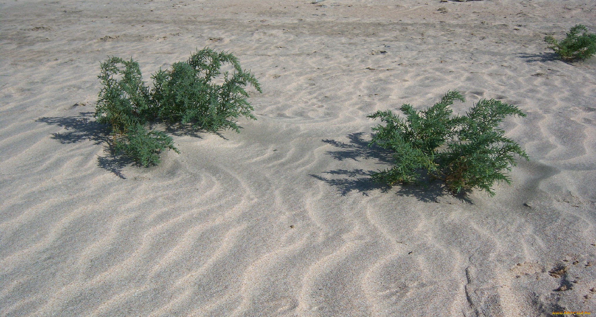 природа, побережье, песок, кусты, волны