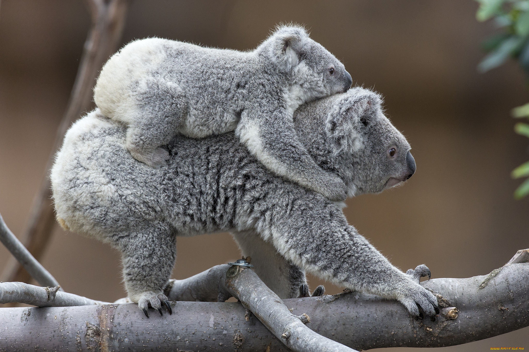 Животные нат. Коала с детенышем. Кармик коала. Коала сумчатая с детенышем. Коала с детенышем фото.