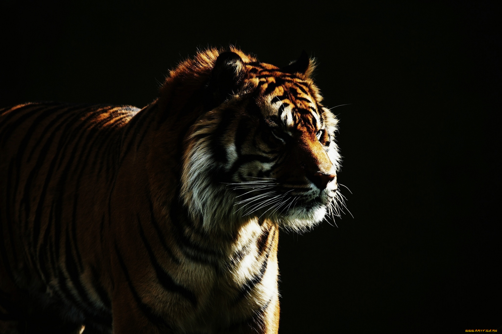 животные, тигры, тигр, темный, фон
