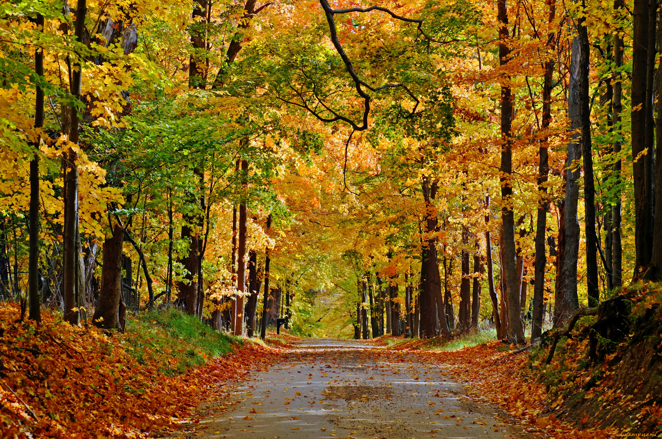 природа, дороги, листва, осень, тропинка, лес