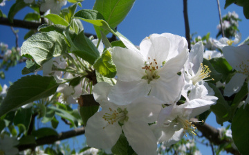 обоя цветы, цветущие деревья ,  кустарники, весна, яблоня