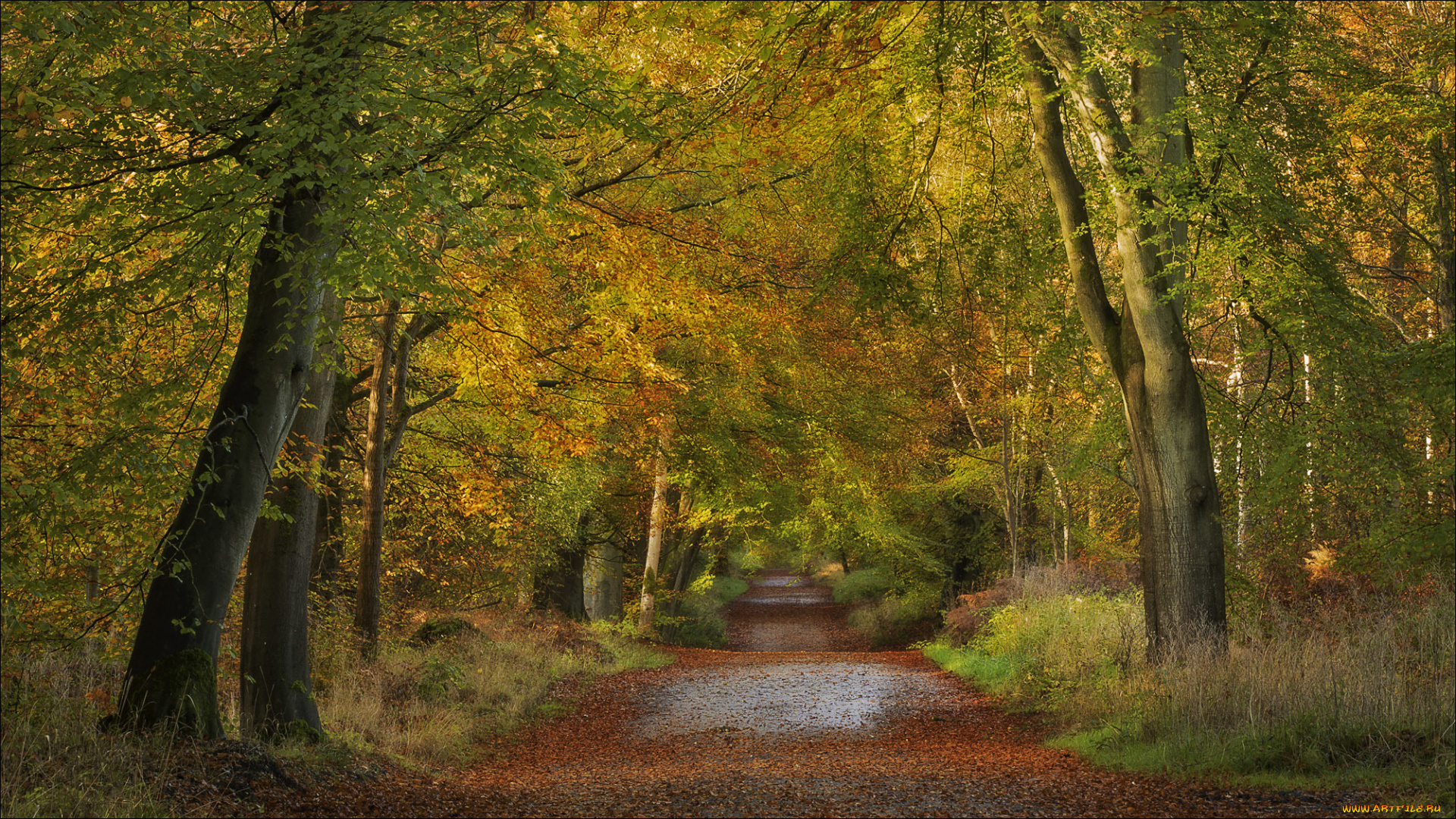 природа, дороги, england, wiltshire, savernake, forest, деревья, дорога, лес, осень, англия, уилтшир
