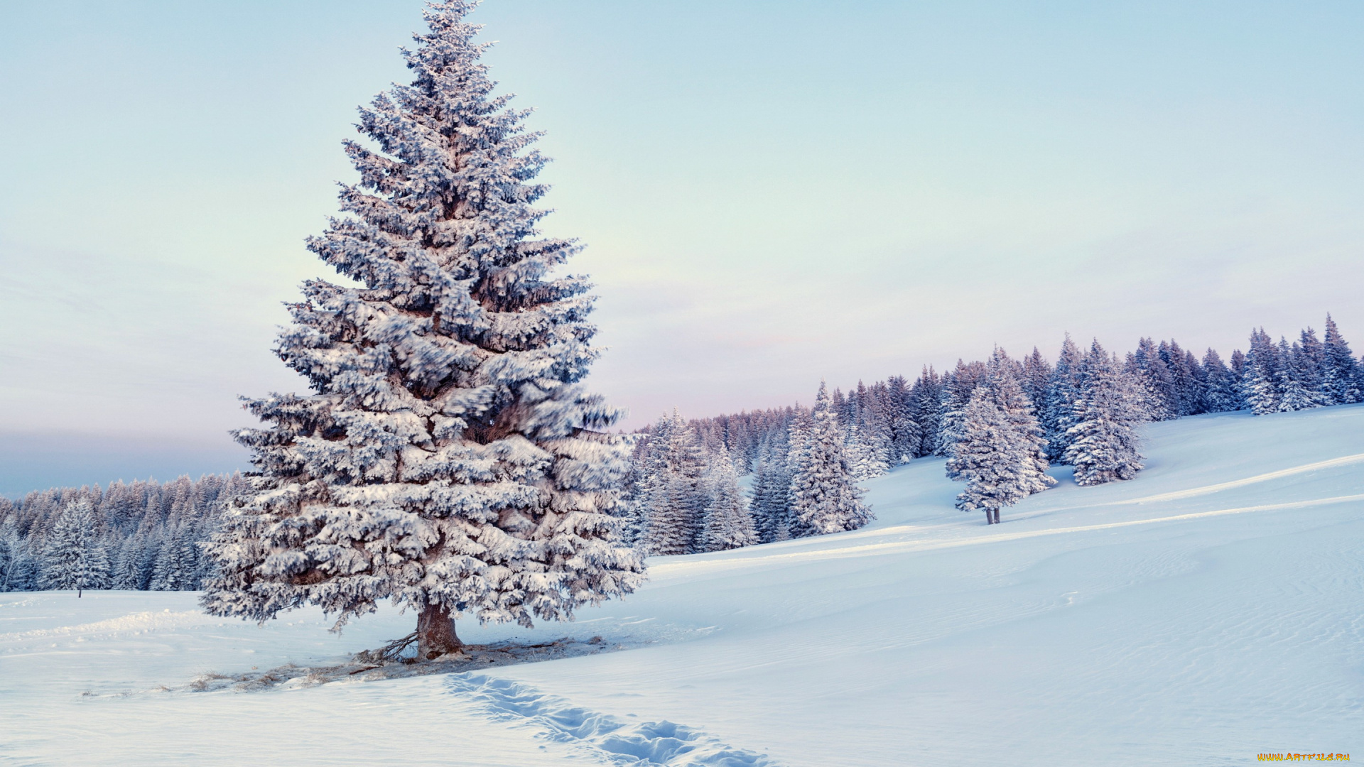 природа, зима, лес, nature, снежинки, snow, winter, снег, елка