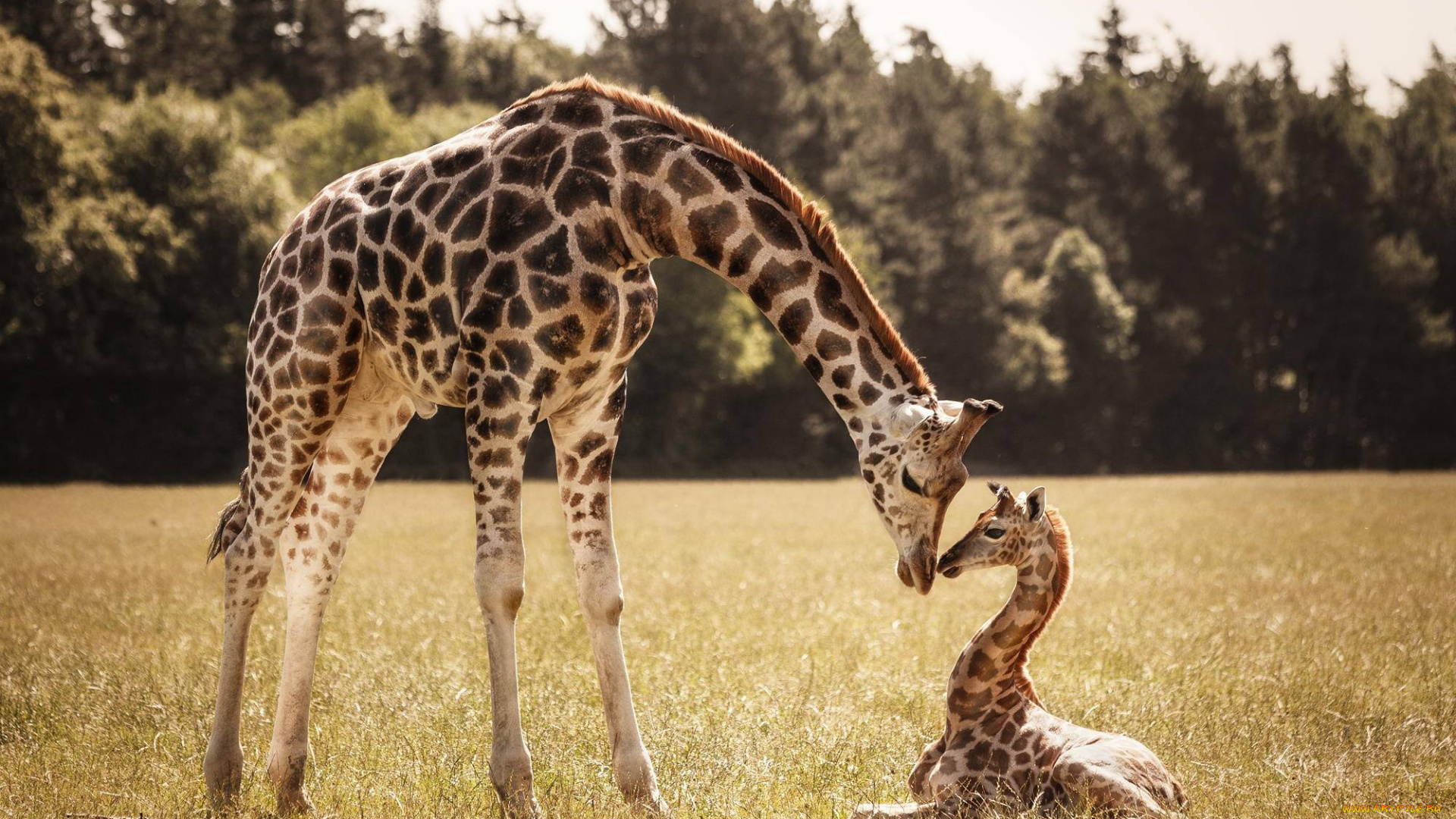 животные, жирафы, детеныш, жираф, мама