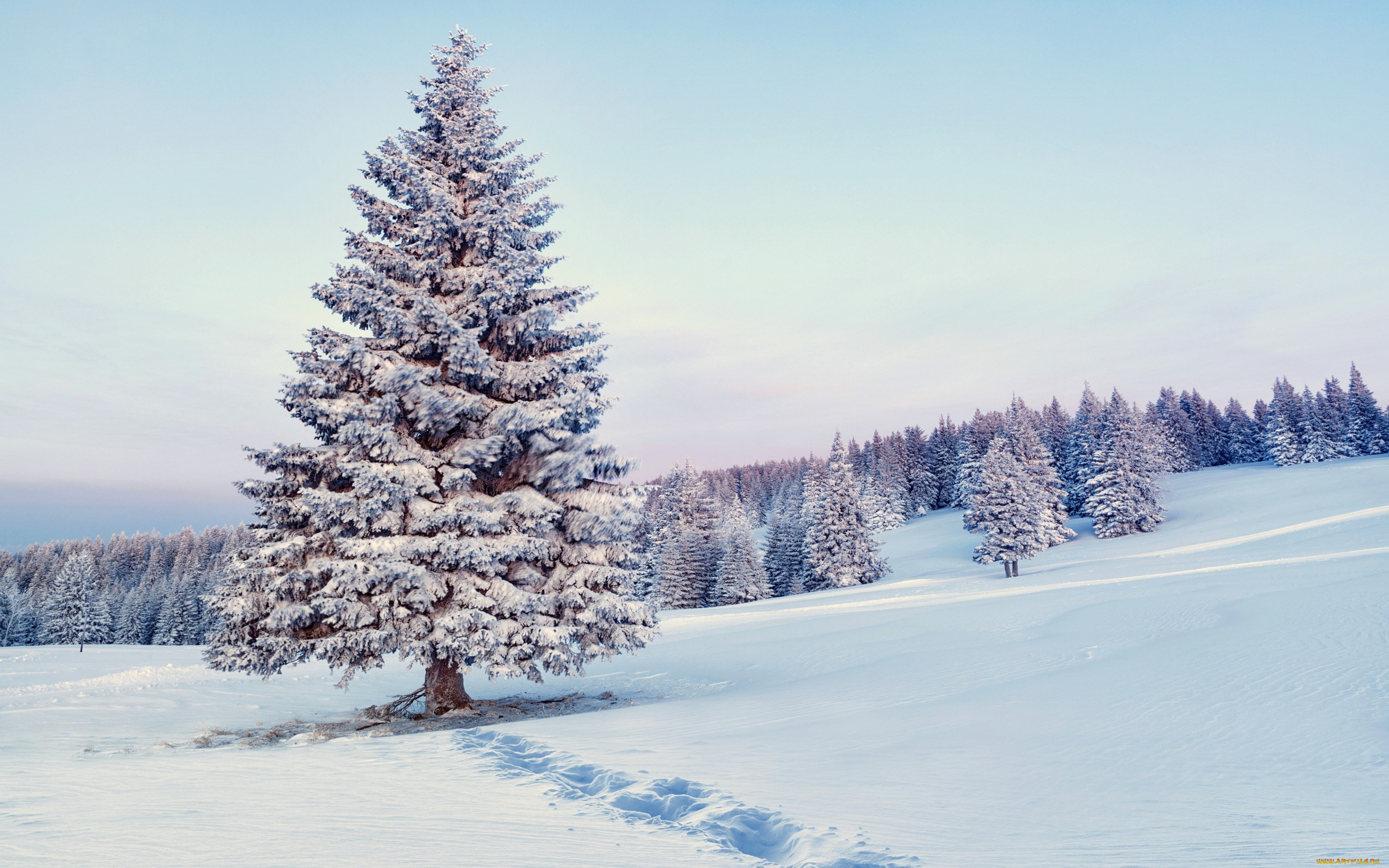 природа, зима, лес, nature, снежинки, snow, winter, снег, елка