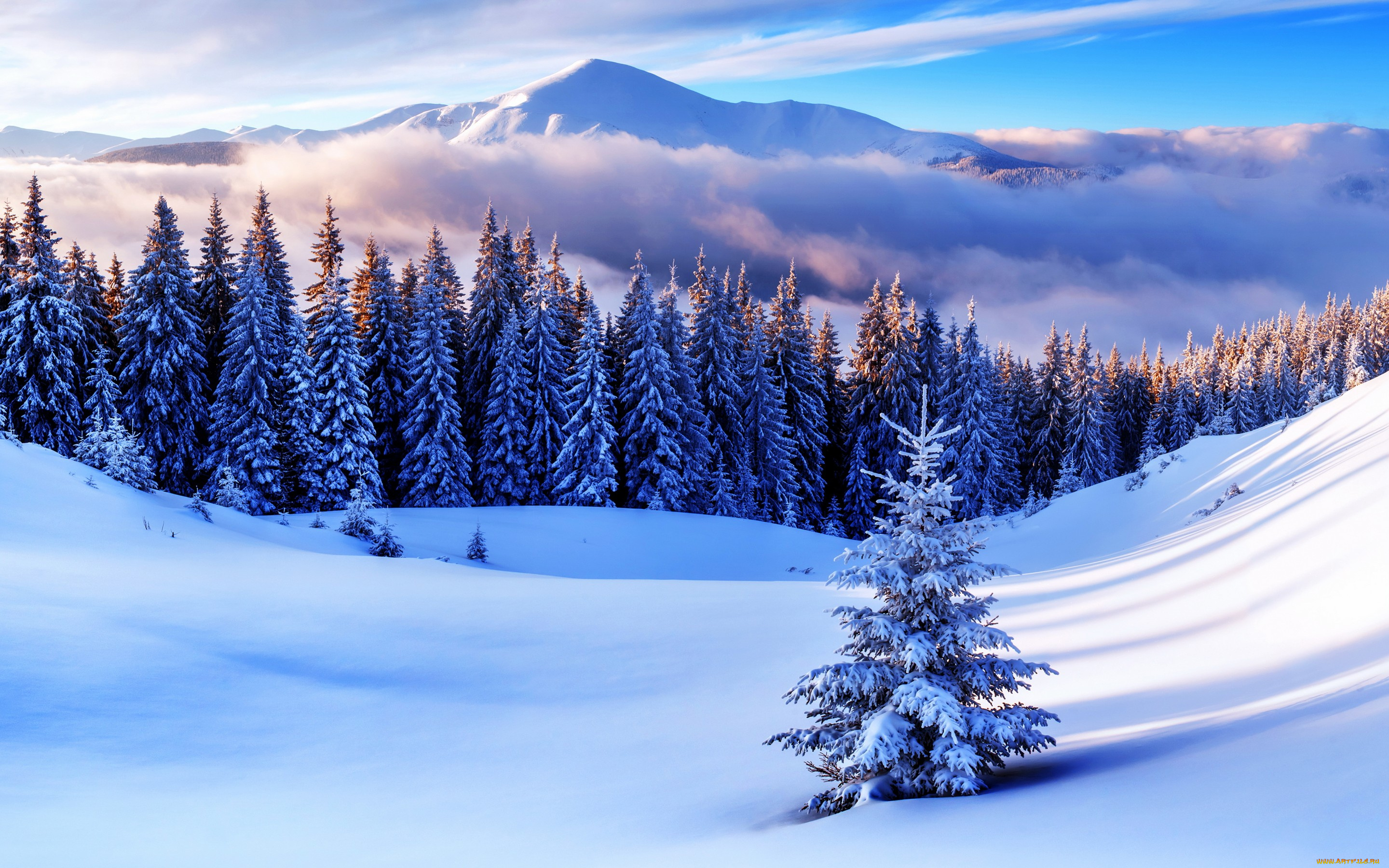 природа, зима, снег, snow, winter, nature, лес, снежинки, елка