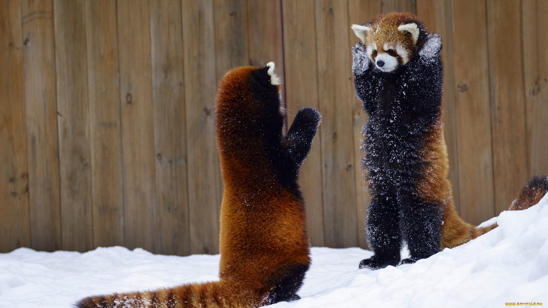 животные, панды, забор, руки, вверх, два, животных, красная, панда, снег