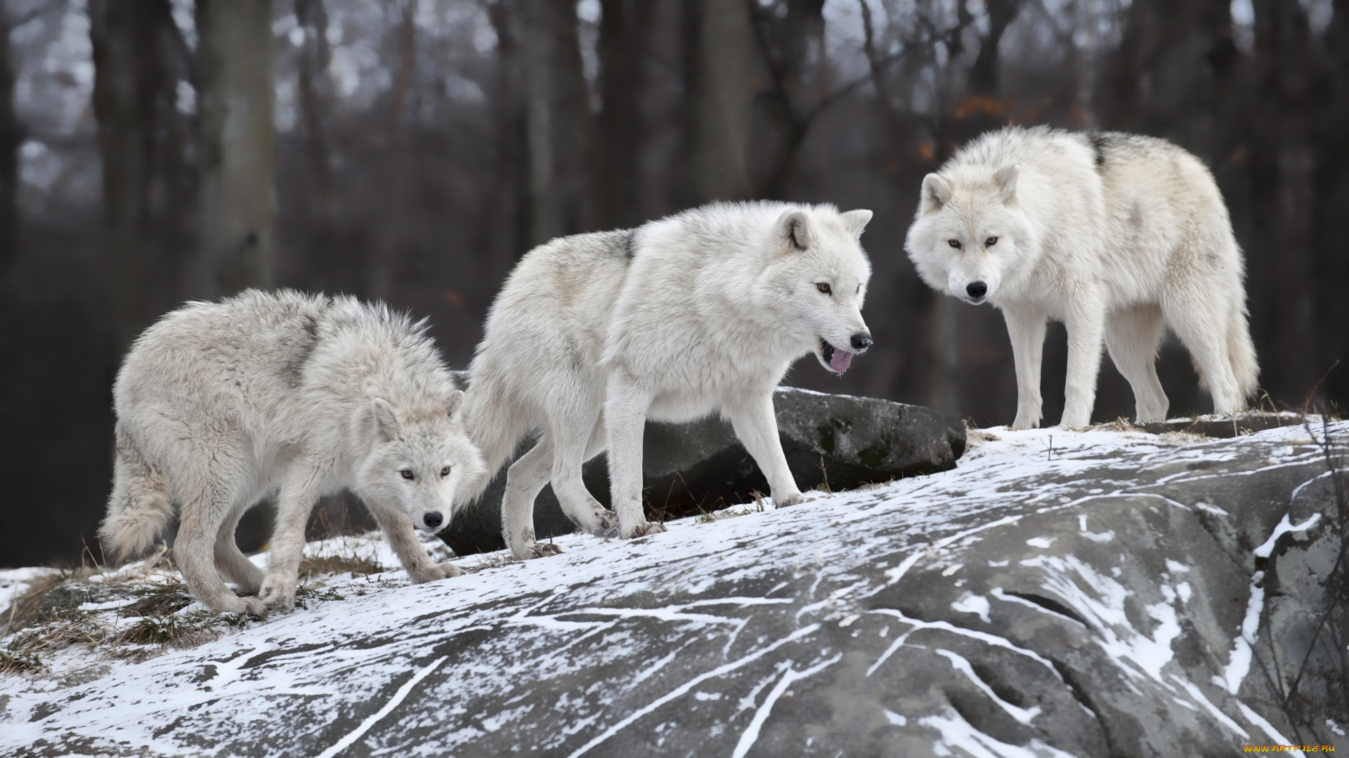 животные, волки, , койоты, , шакалы, камень, снег, хищники, белые, лес