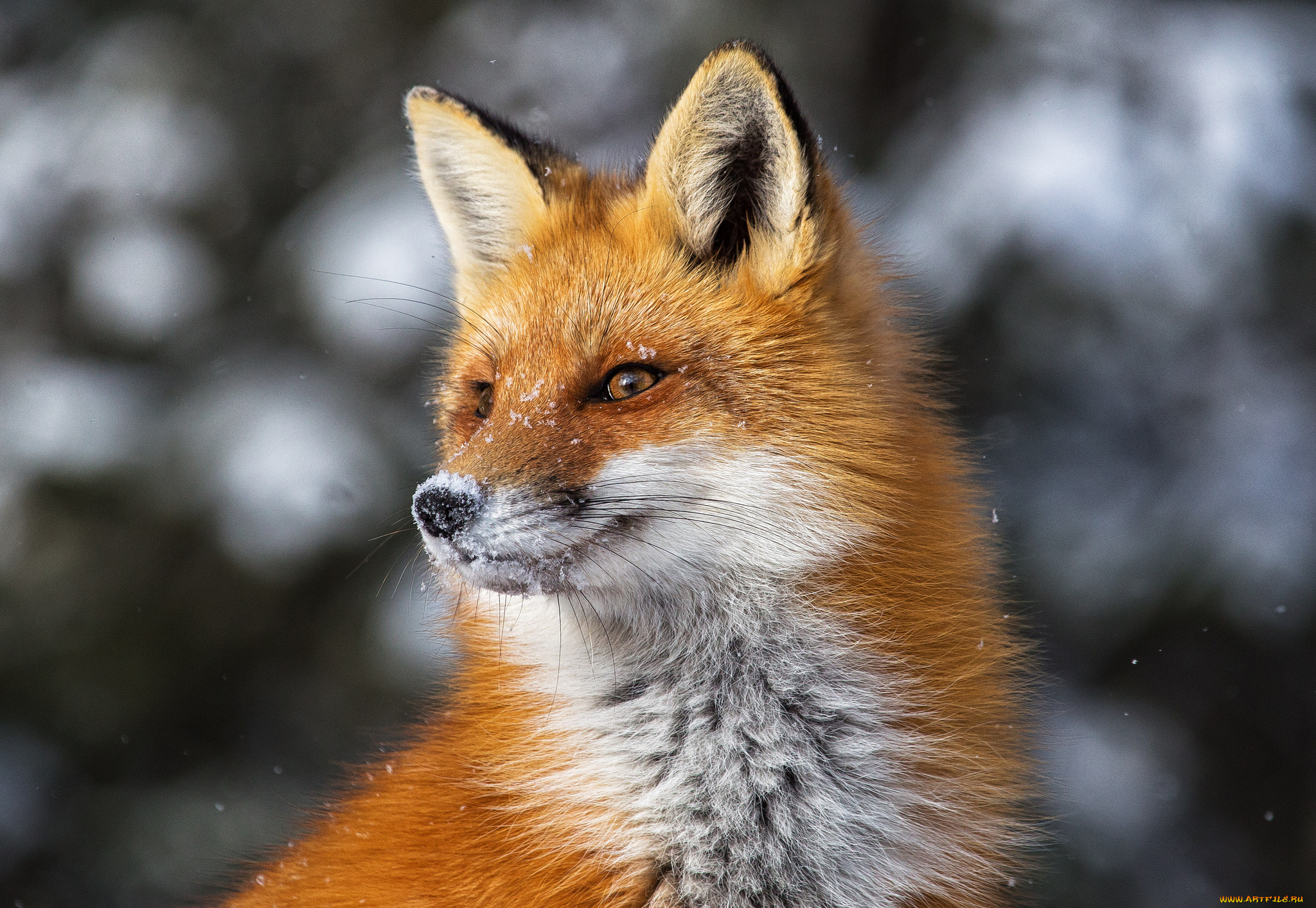 Redfox fox. Лисичка Патрикеевна Полярная. Фокс лиса. Красивая лиса. Лиса морда.