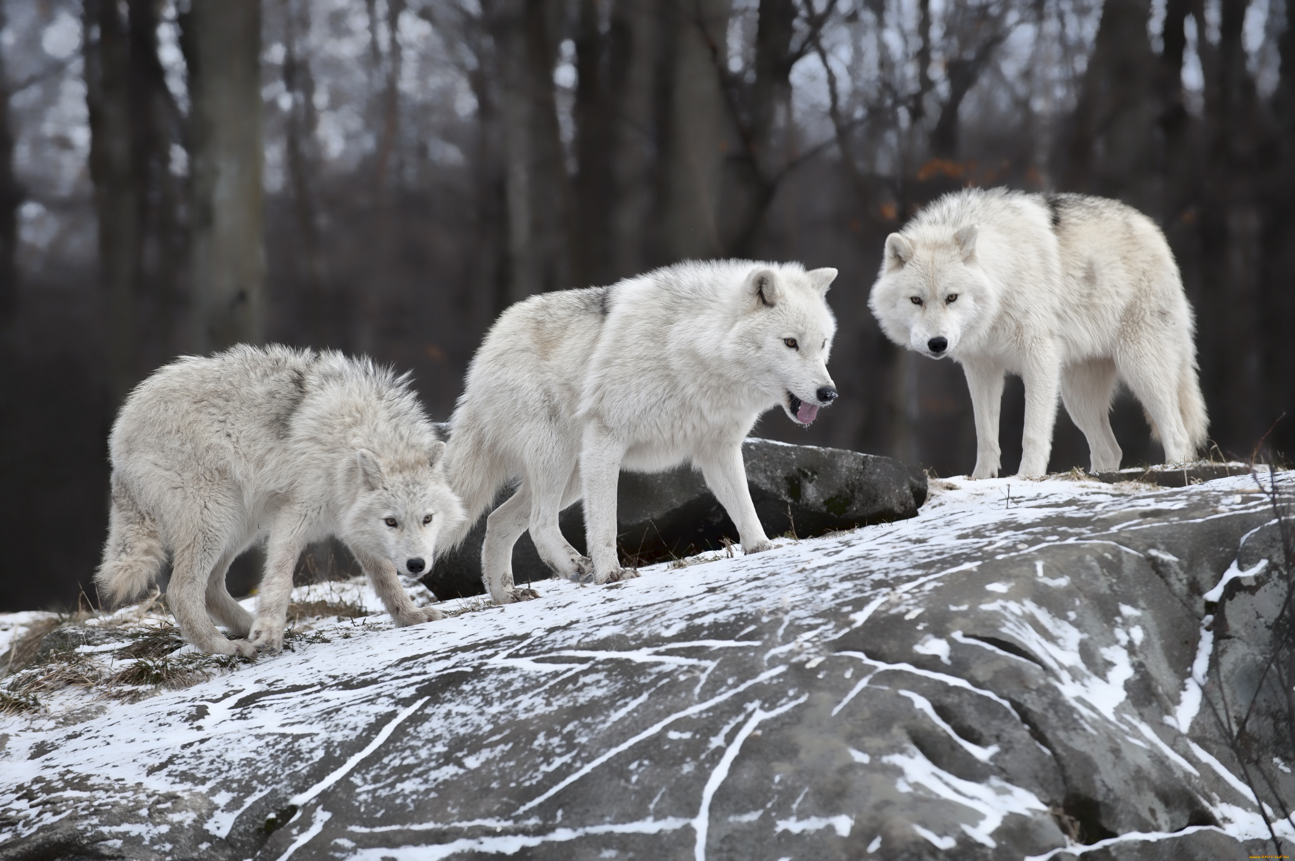 животные, волки, , койоты, , шакалы, камень, снег, хищники, белые, лес