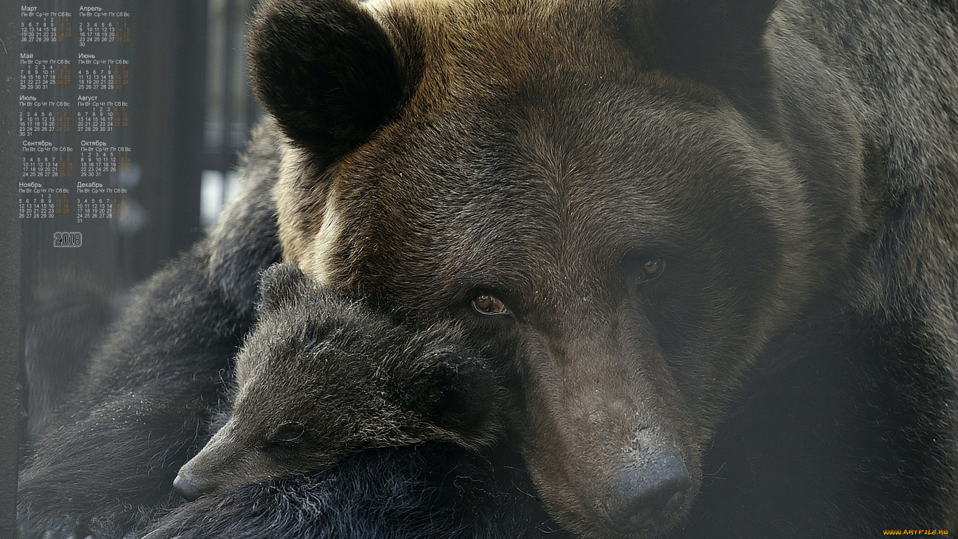 календари, животные, медведь, 2018