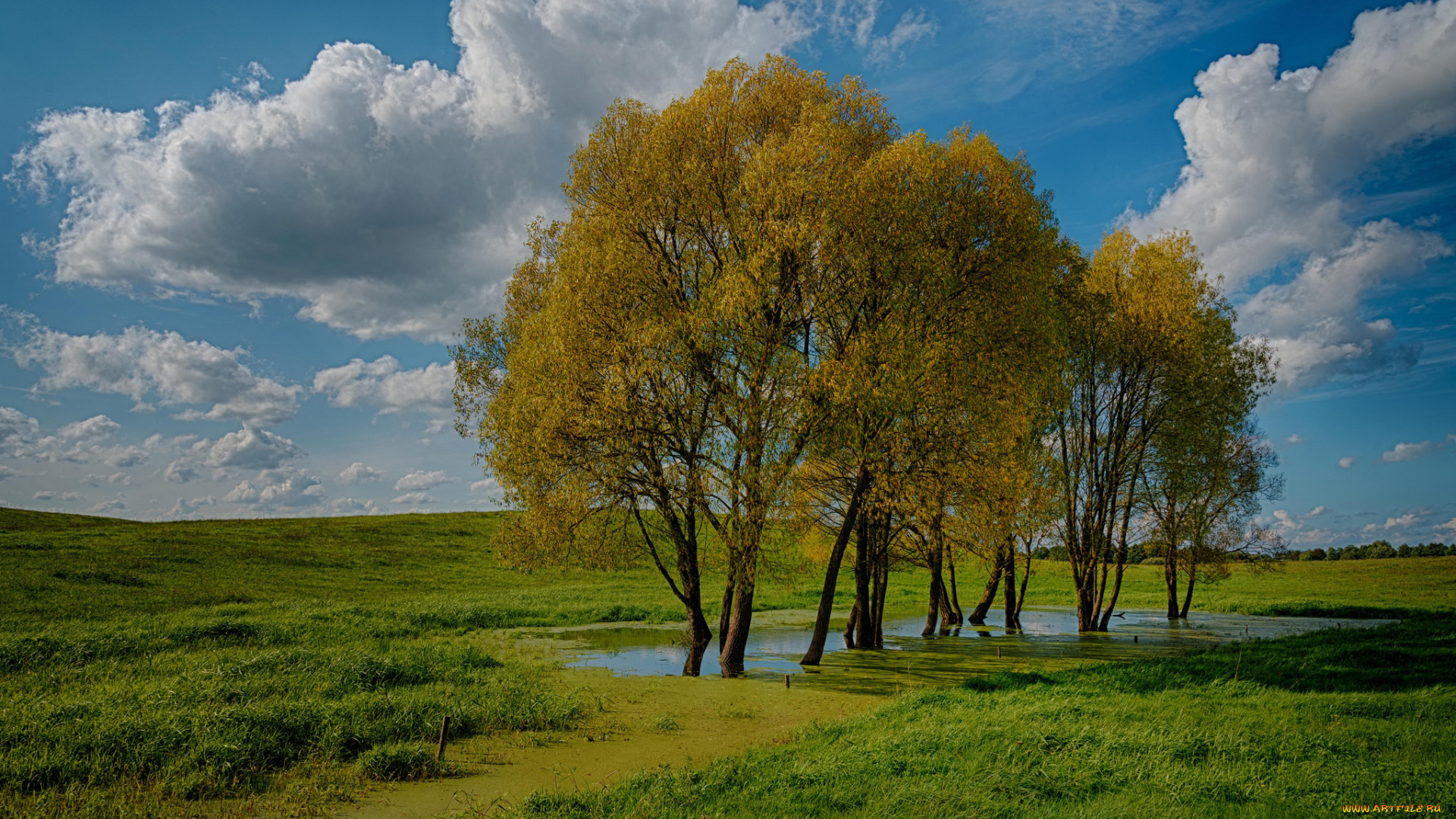 природа, деревья, простор