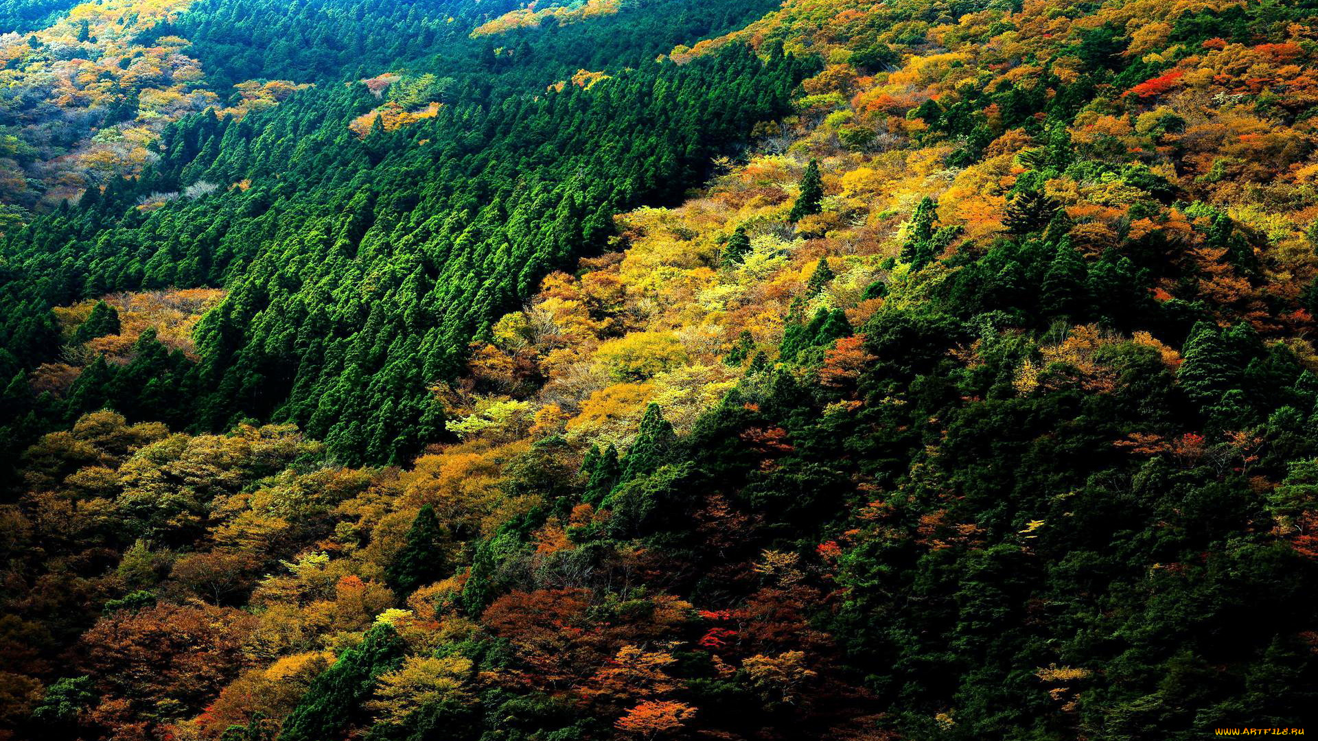 природа, лес, осень, леса, панорама