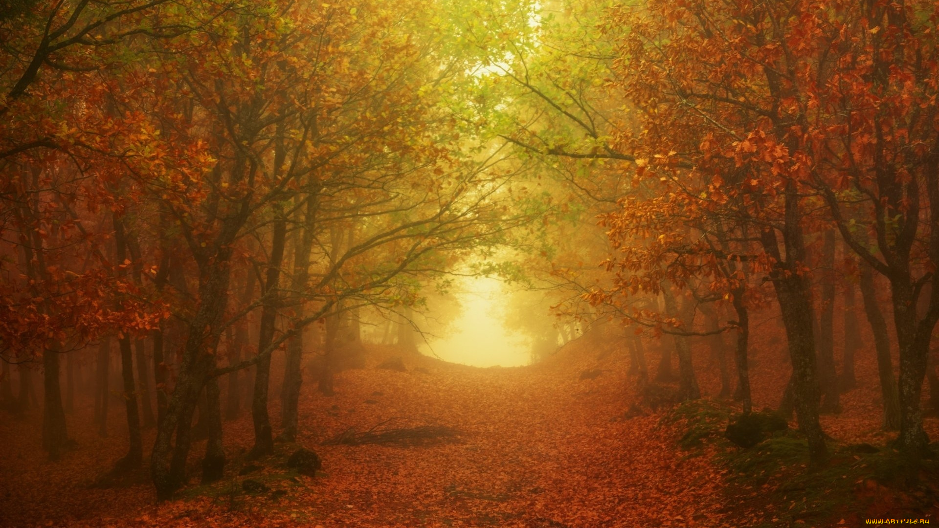 природа, парк, листопад, осень, туман, аллея