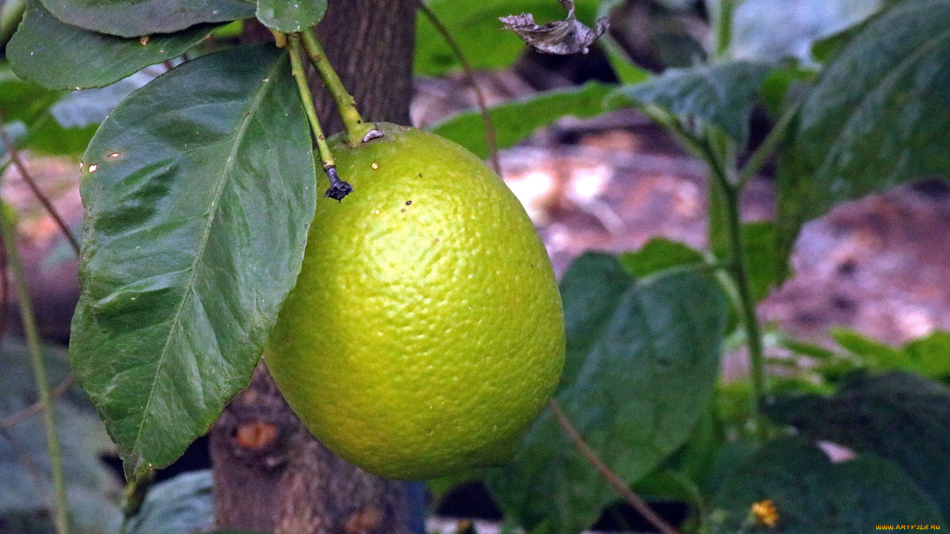 природа, плоды, цитрус, лимон