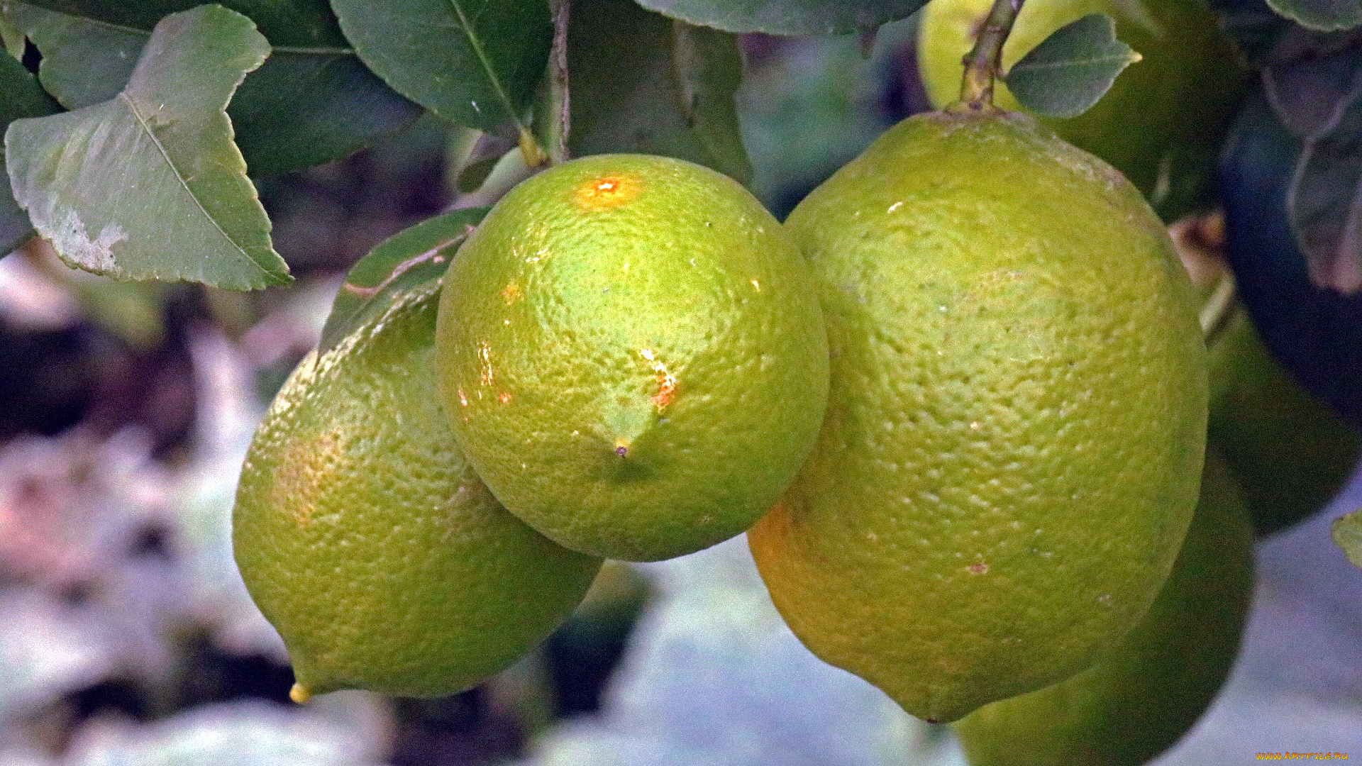 природа, плоды, цитрусы, лимоны