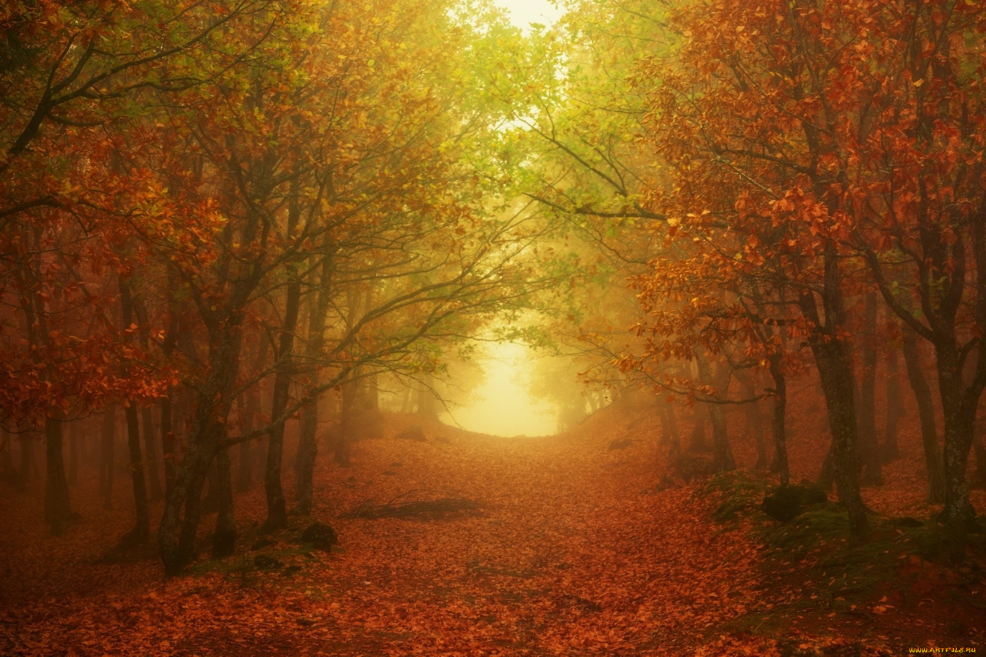 природа, парк, листопад, осень, туман, аллея