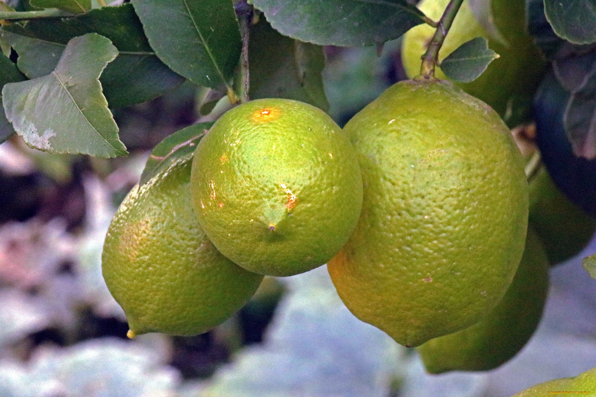 природа, плоды, цитрусы, лимоны