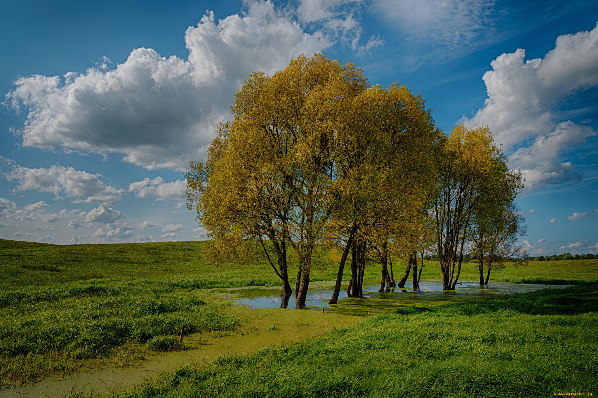 природа, деревья, простор