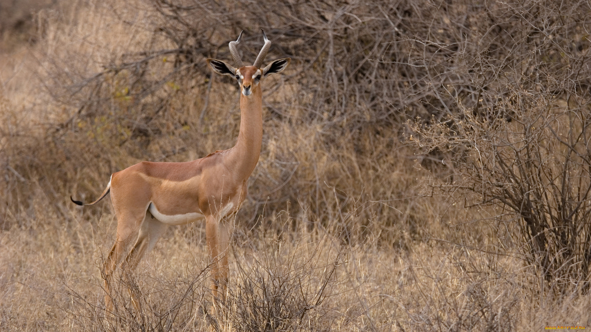 gerenuk, животные, антилопы, гаренук, антилопа, китопарнокопытные, полорогие, млекопитающие, гаренуки