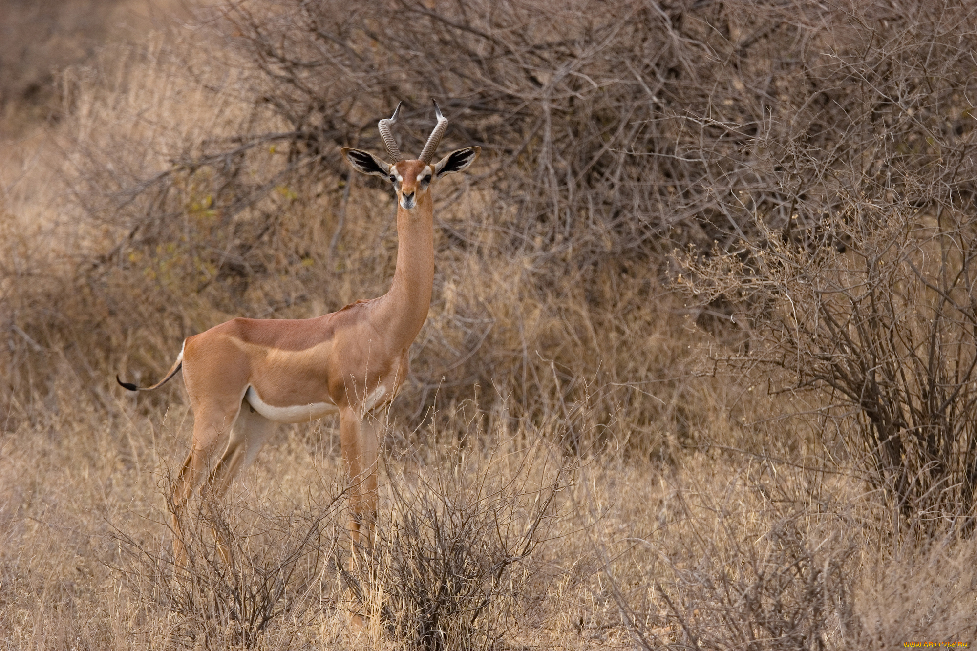 gerenuk, животные, антилопы, гаренук, антилопа, китопарнокопытные, полорогие, млекопитающие, гаренуки