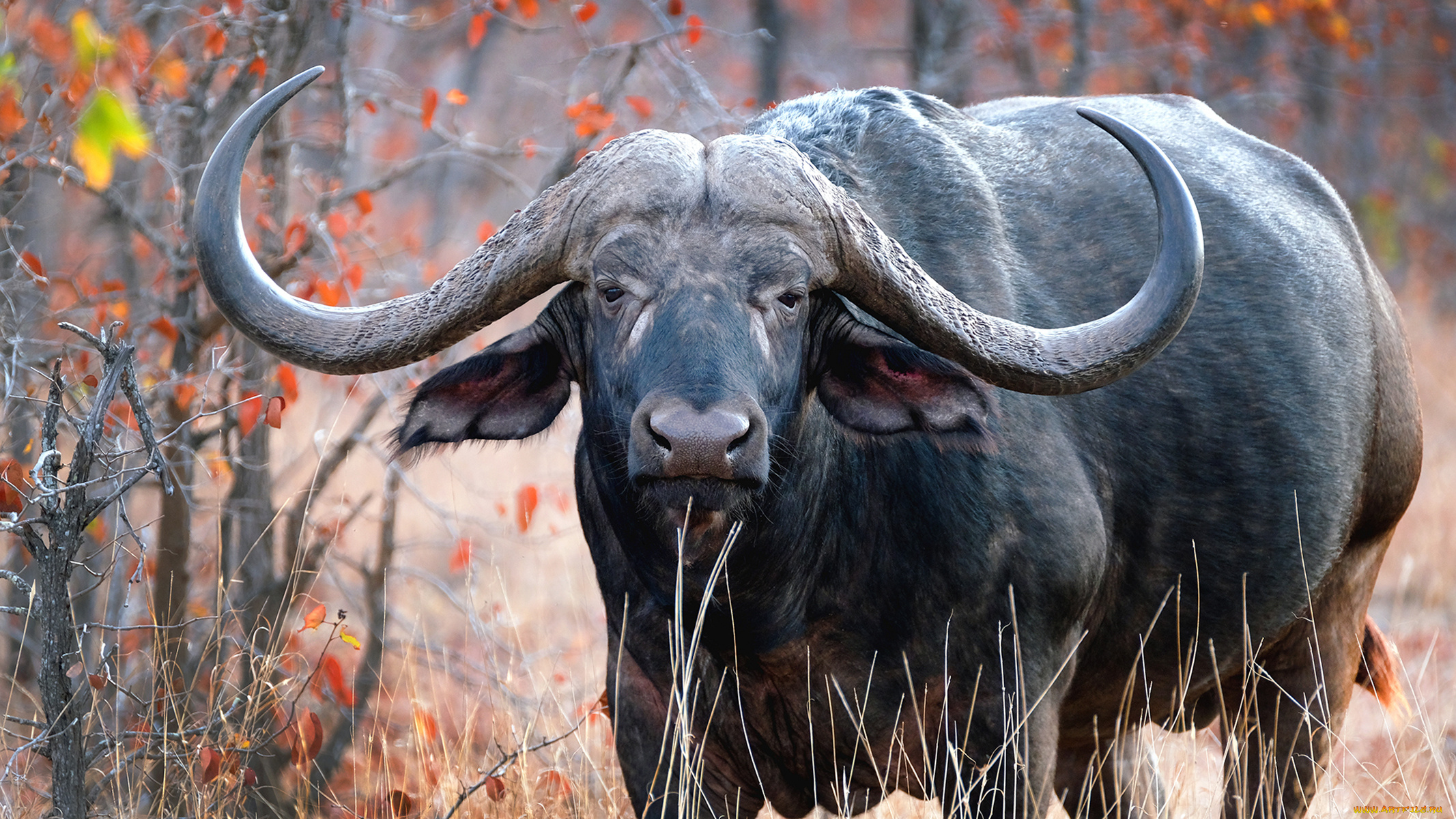 african, buffalo, животные, коровы, , буйволы, african, buffalo, мощь, буйвол, китопарнокопытные, полорогие, млекопитающее, рога