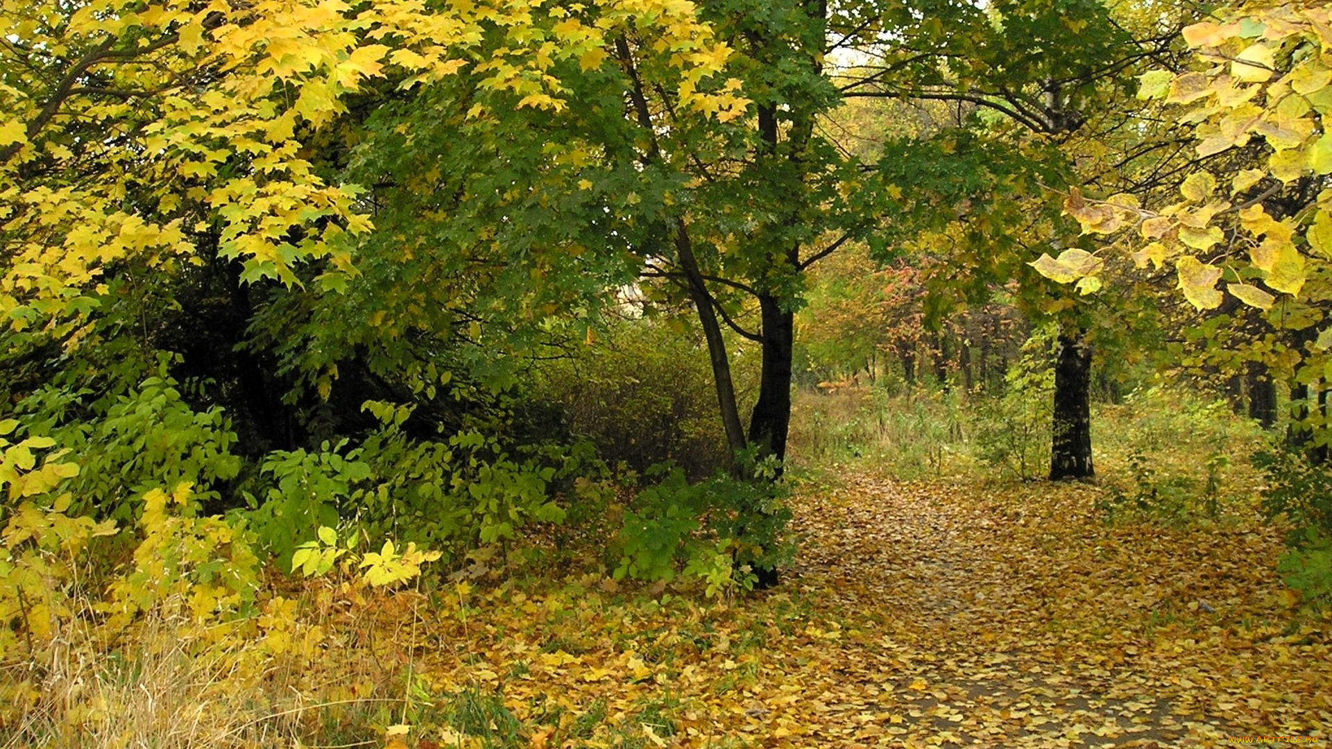 природа, лес, осень, тропа, листья, листопад