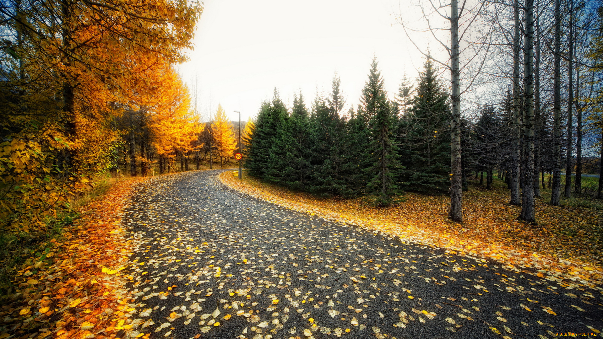 природа, дороги, осень, дорога, деревья
