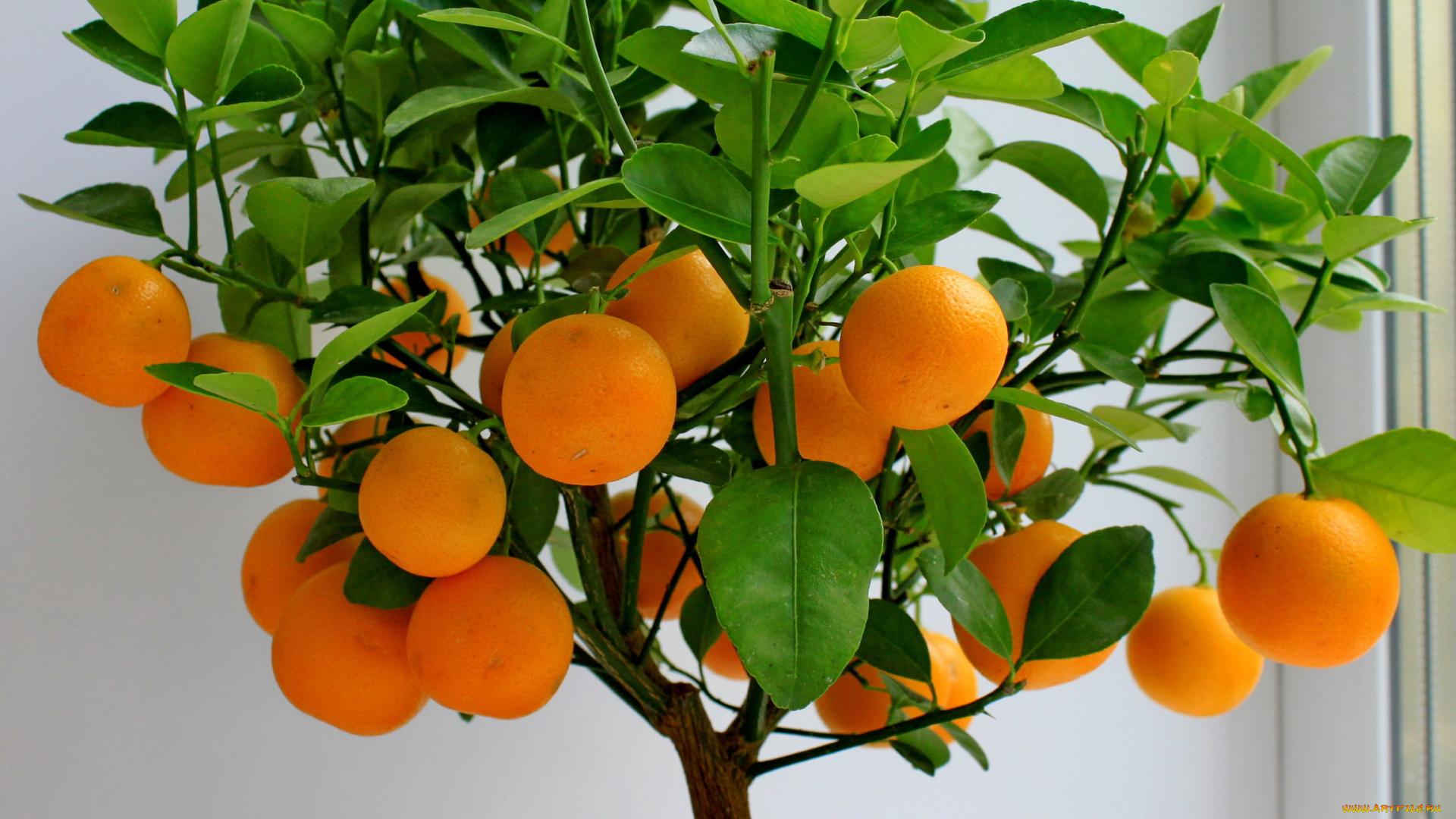природа, плоды, апельсины, дерево