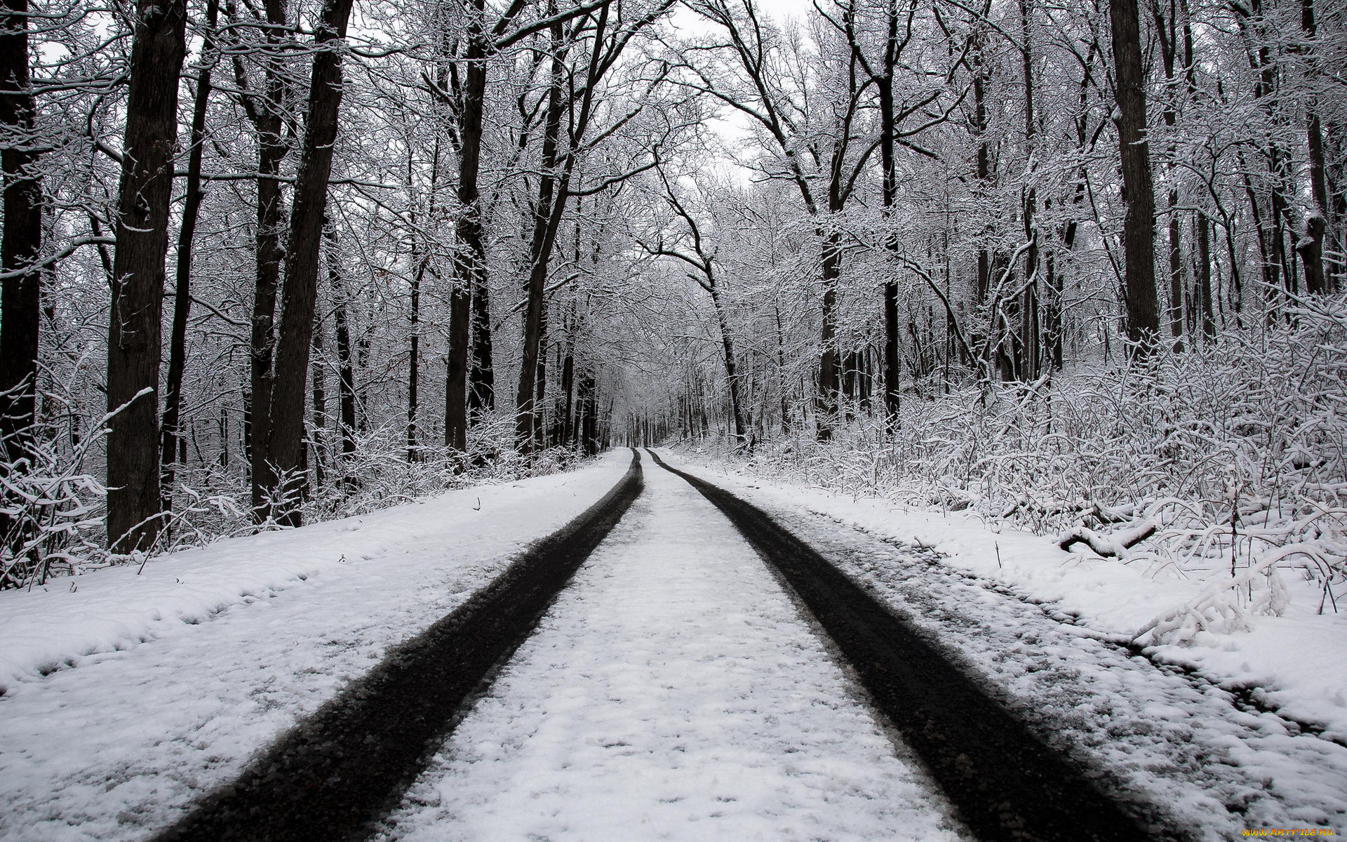 природа, дороги, зима, лес