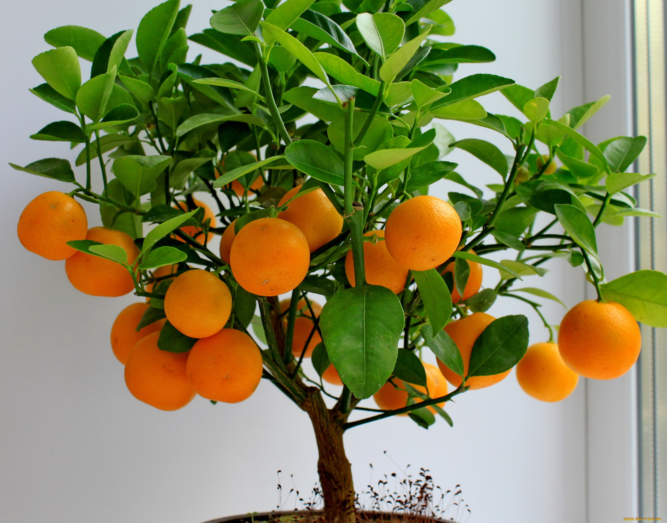 природа, плоды, апельсины, дерево
